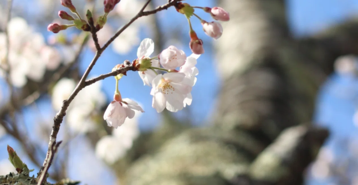 【就活生・新社会人向け】「卒業」って、誰のためにするんだっけ？社会にでるとは？