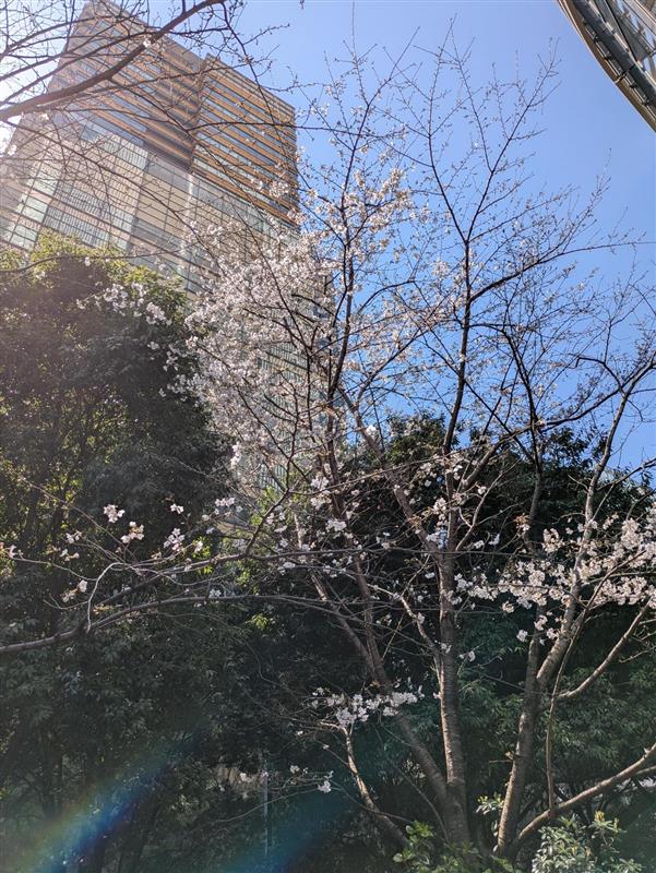 溜池山王の桜