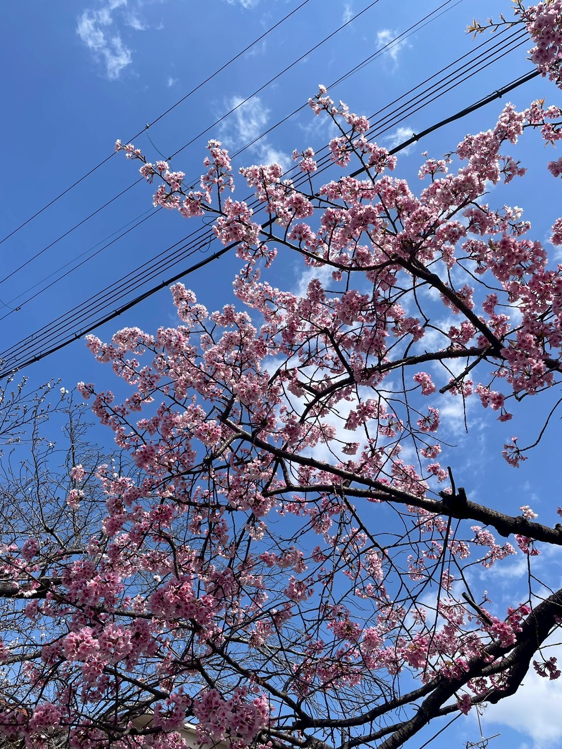 桜が美しい季節になりました