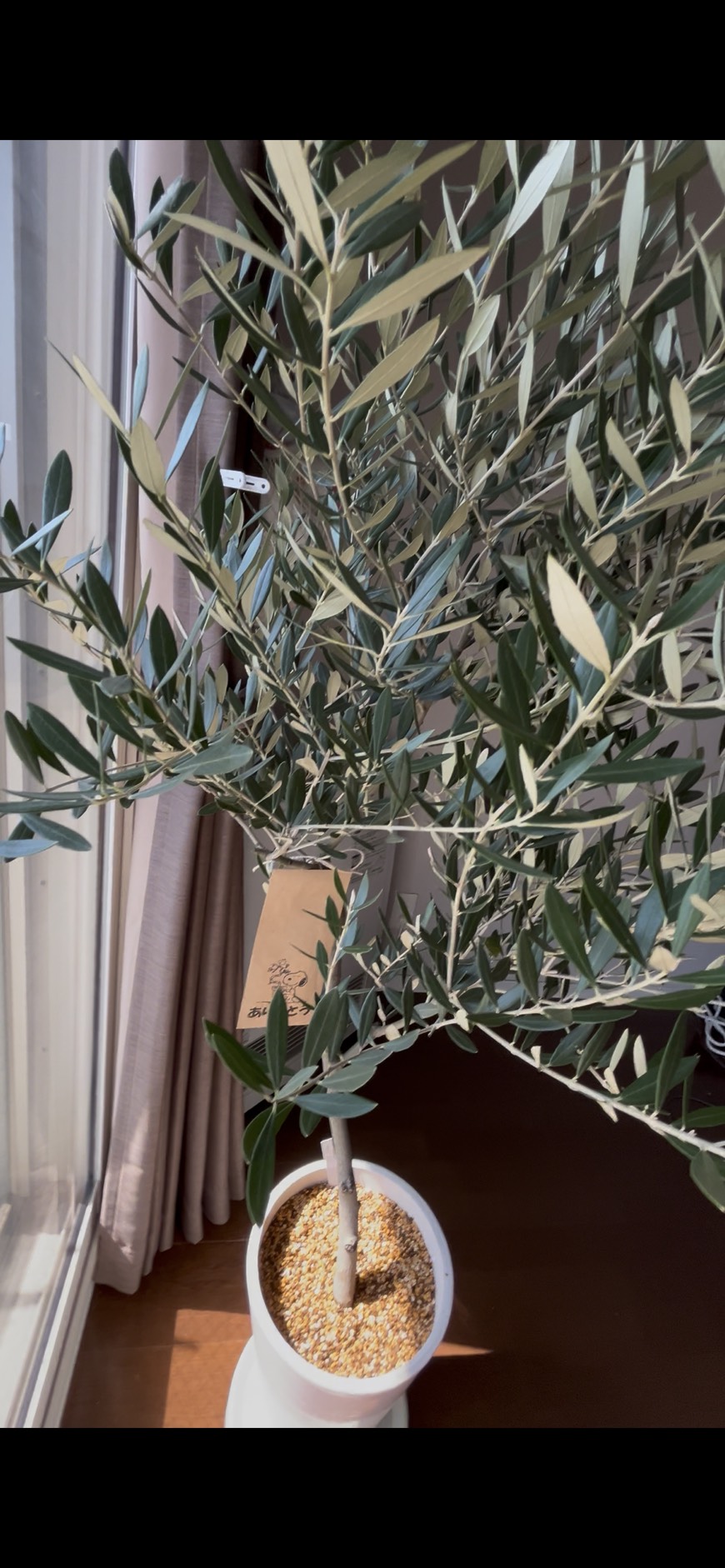 新しい家族が増えました👶