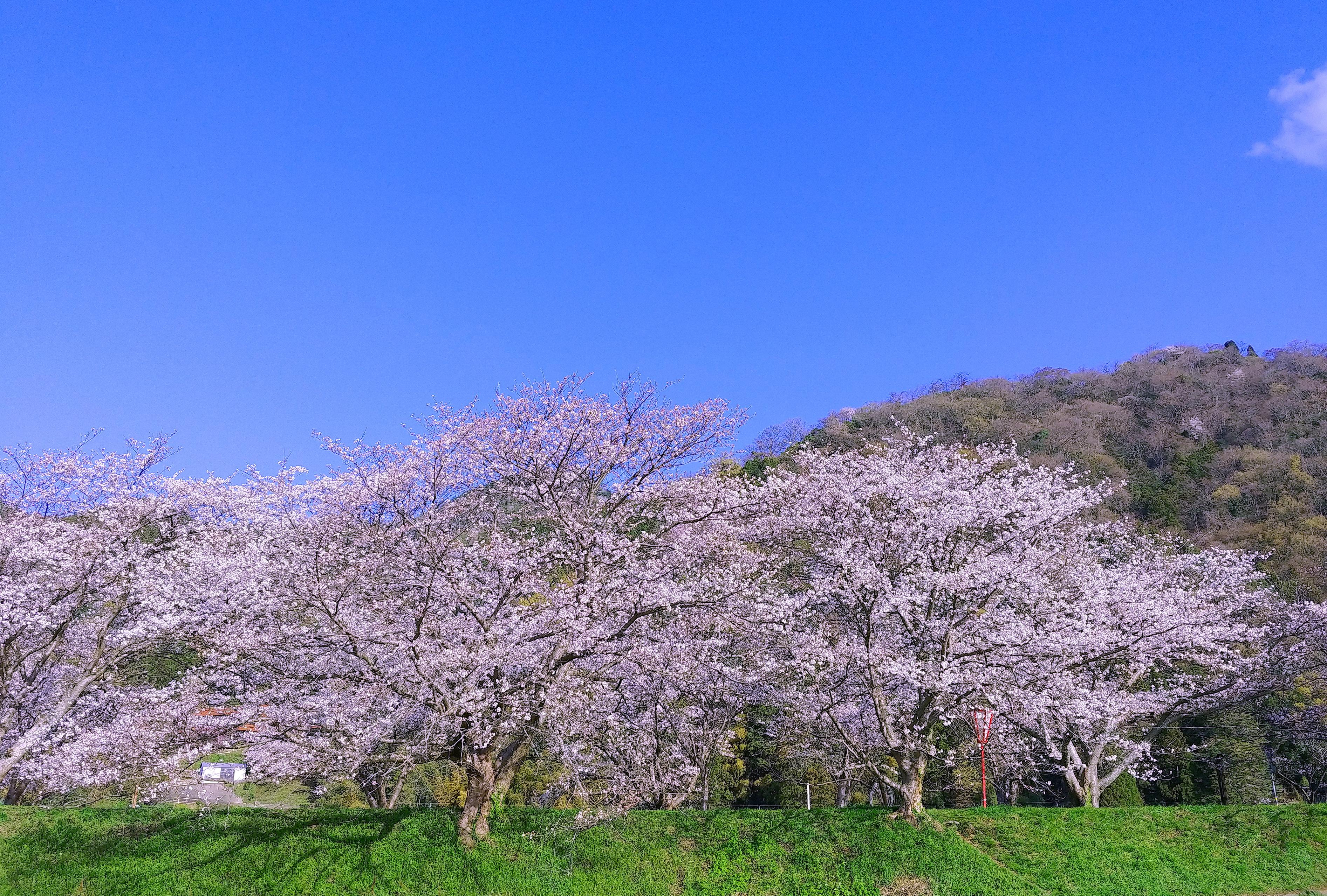【社内報アンケート】春の思い出について