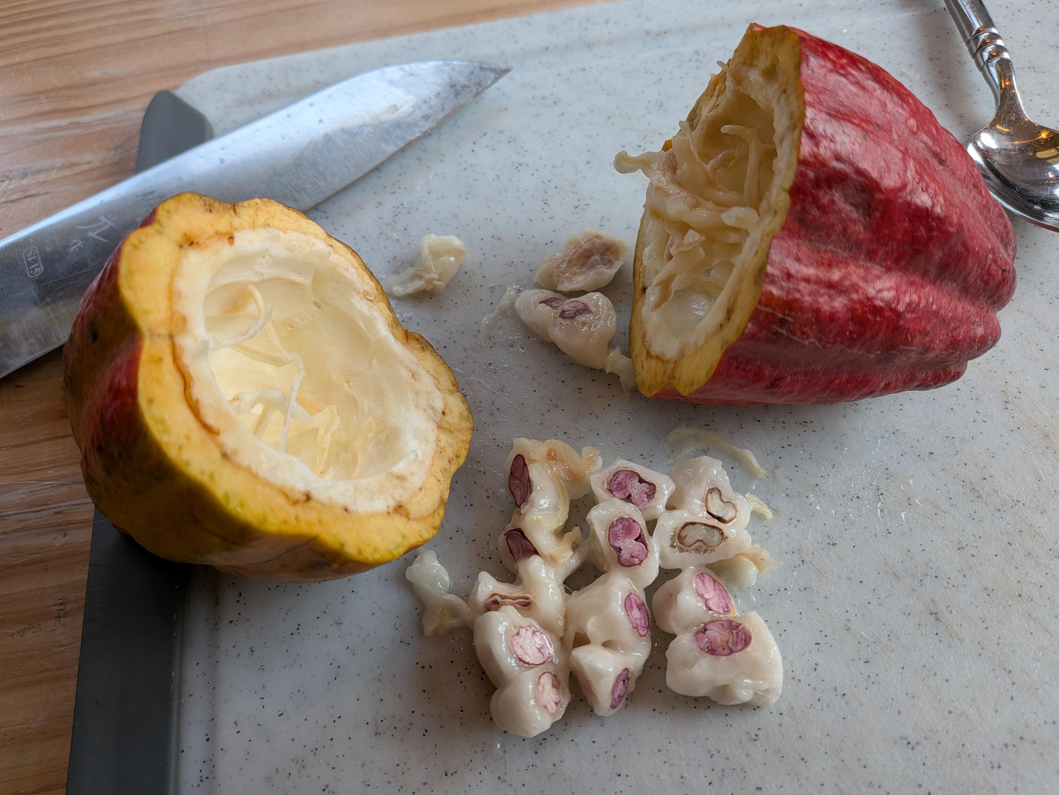 カカオ収穫&発酵体験ワークショップを行っています