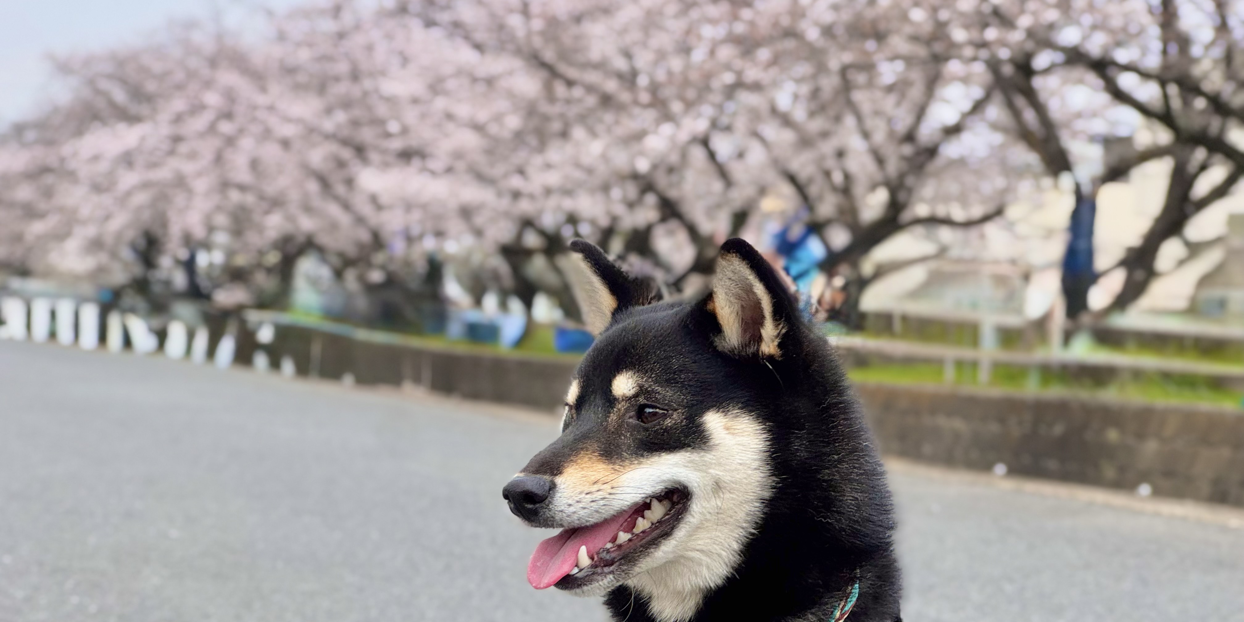 【社員犬・タロー】お花見をしました！