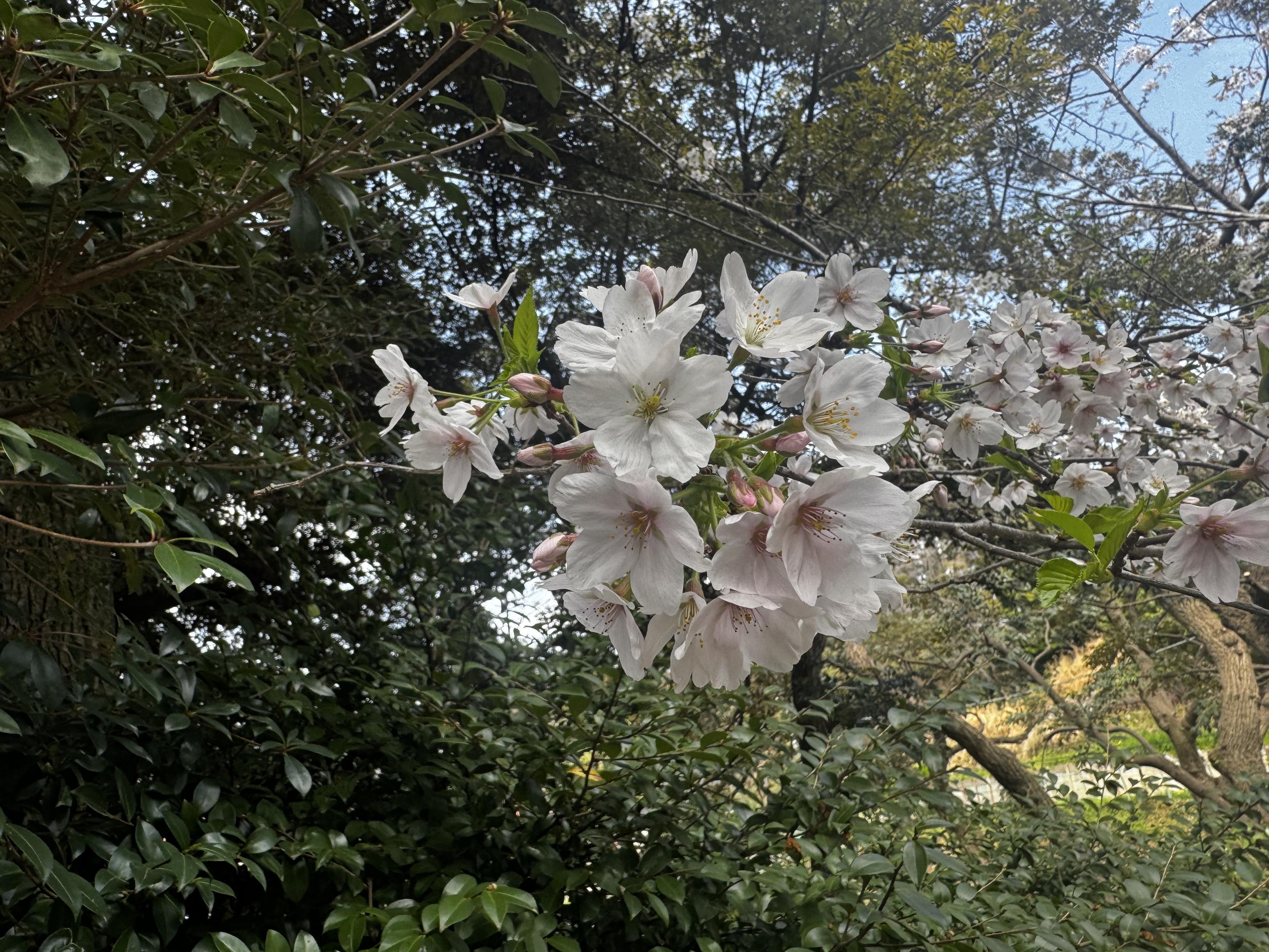 【当日決行！】ドンキのお弁当を手に、オフィス近くの公園へ🌸じゃんけんで勝ち取ったのは…？