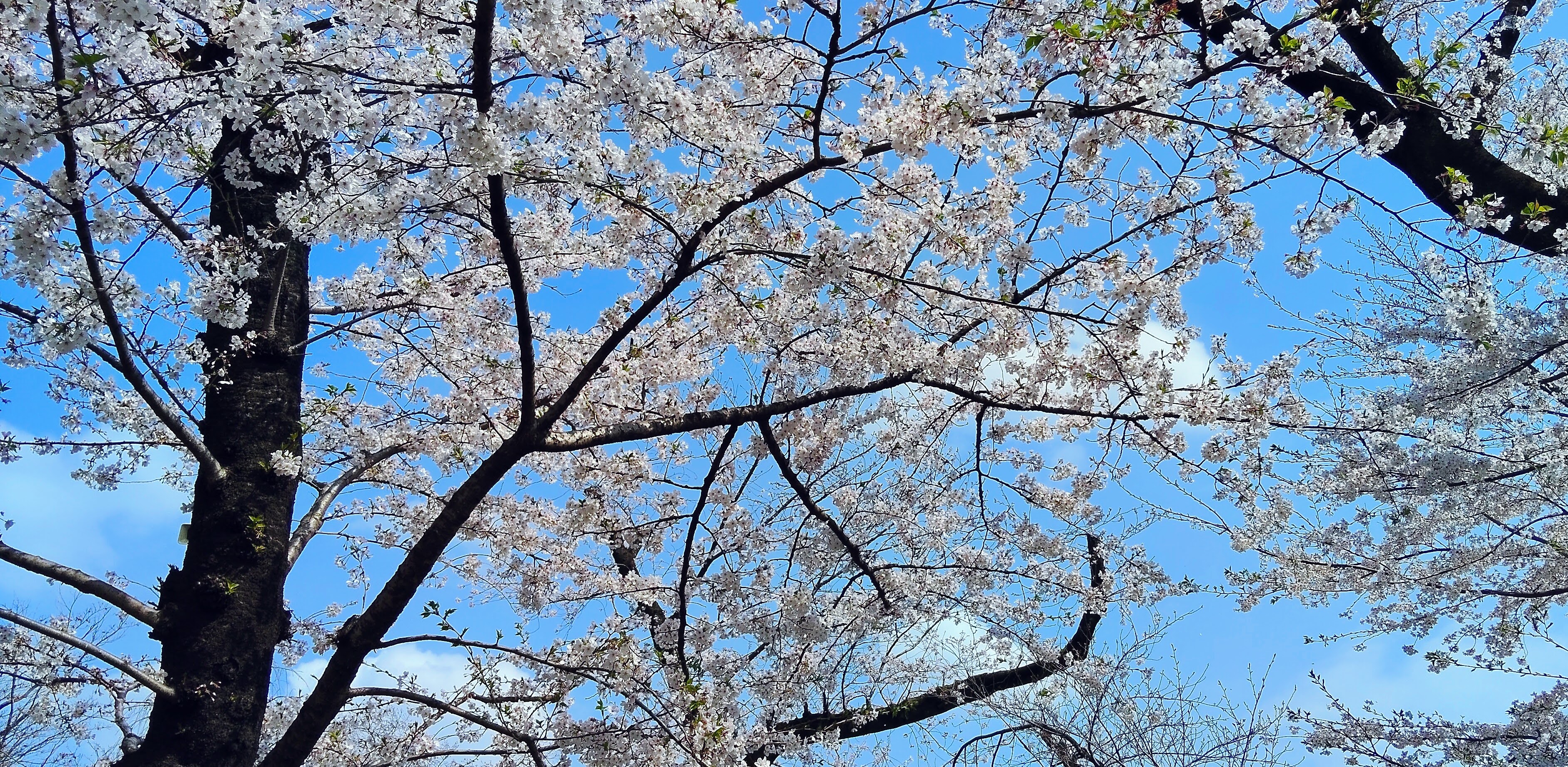 桜の季節/ Cherry blossoms season