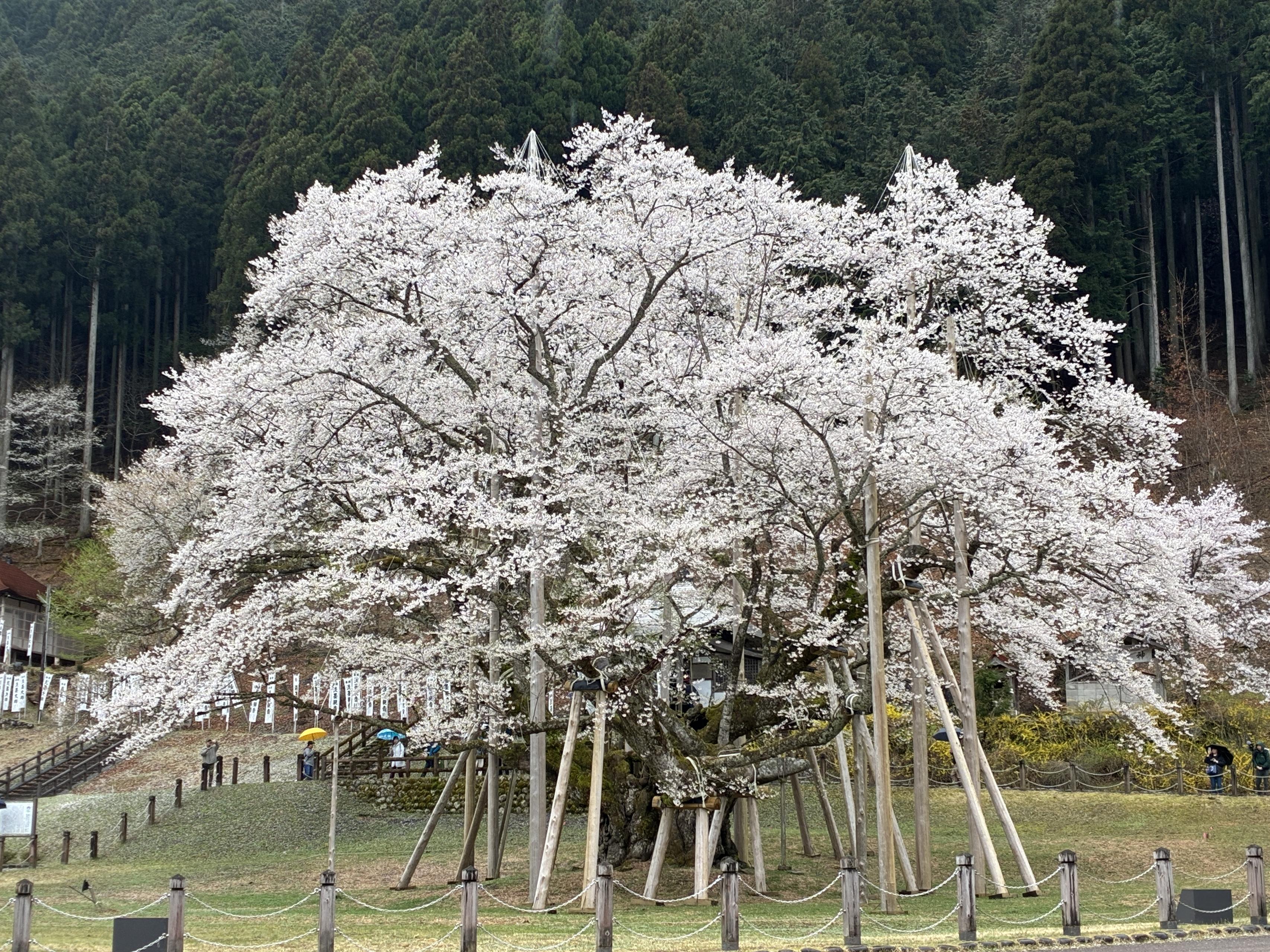 電車の旅：根尾谷淡墨桜