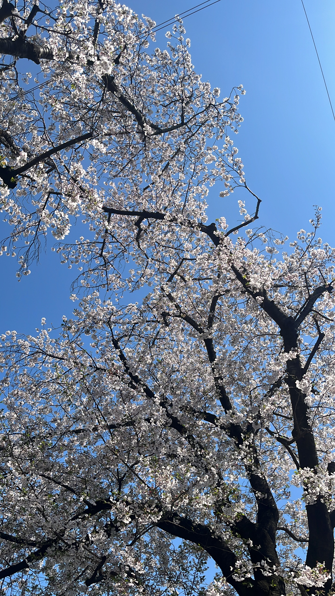 スカウトメールを受け取ってくれた皆様へ！こんにちは、GROW採用担当の八木です！