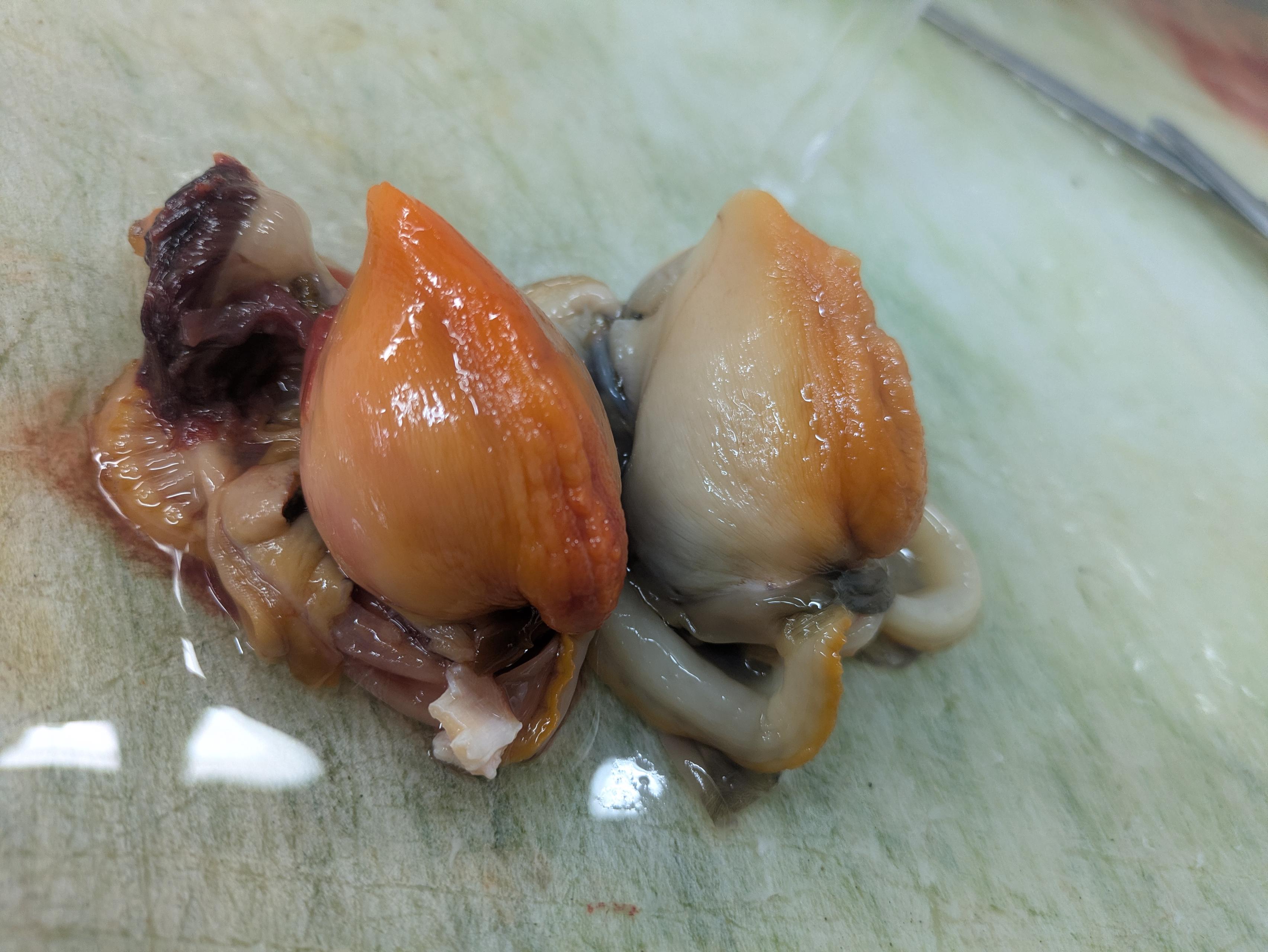 ミシュランにも届く食材、その価値を伝える側へ