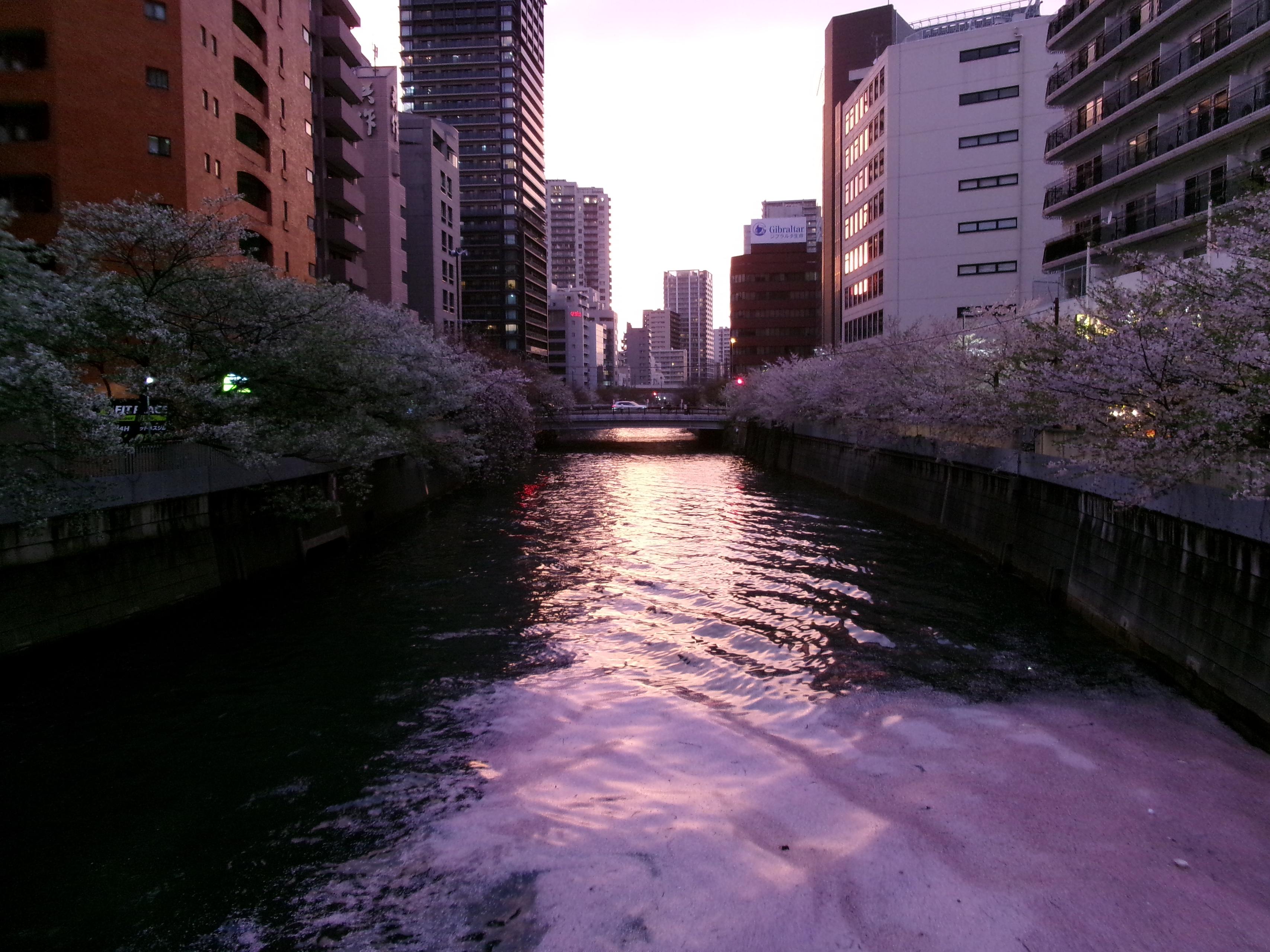 「春」を撮ってきました！