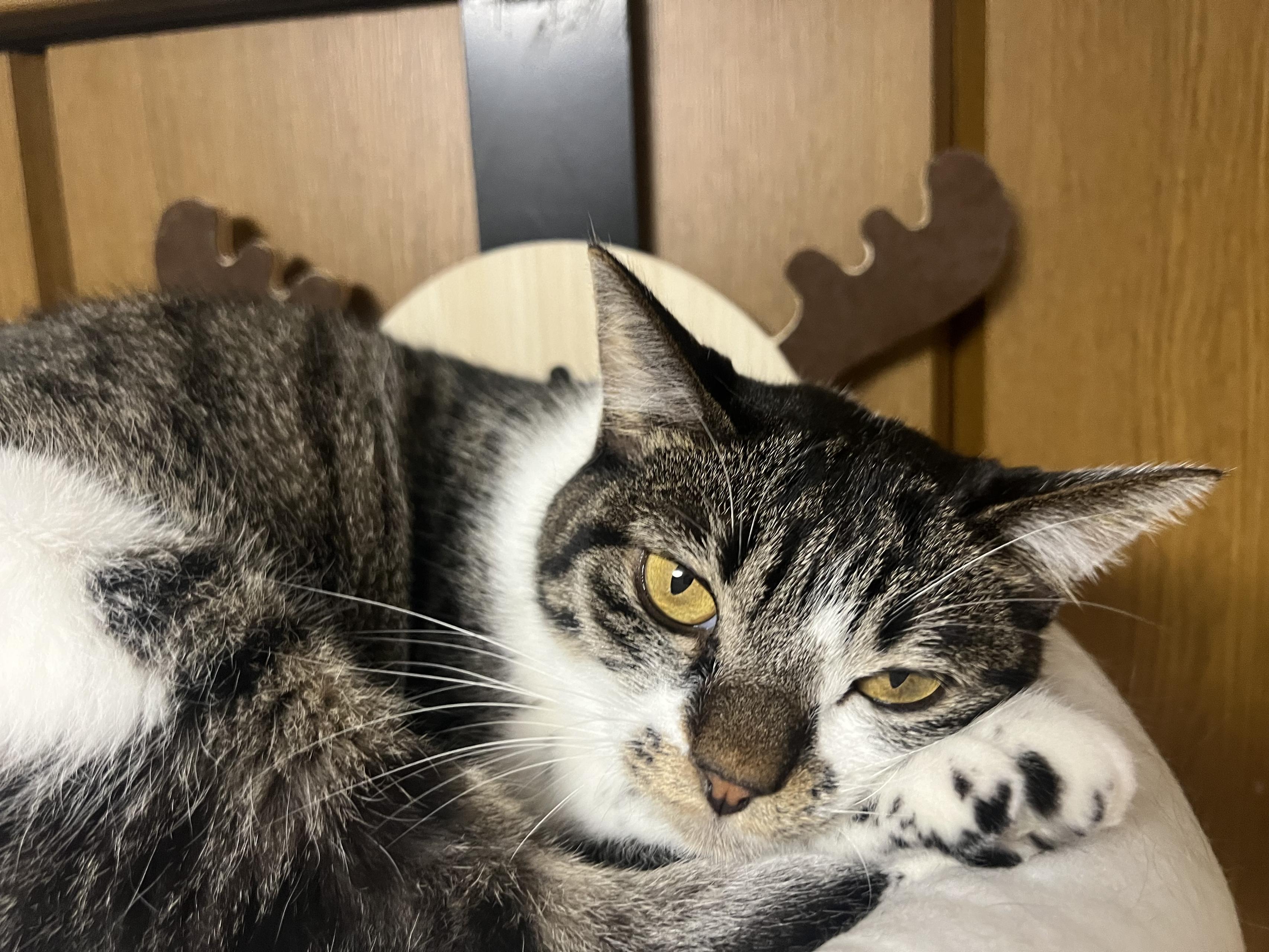 かわいい愛猫です✨