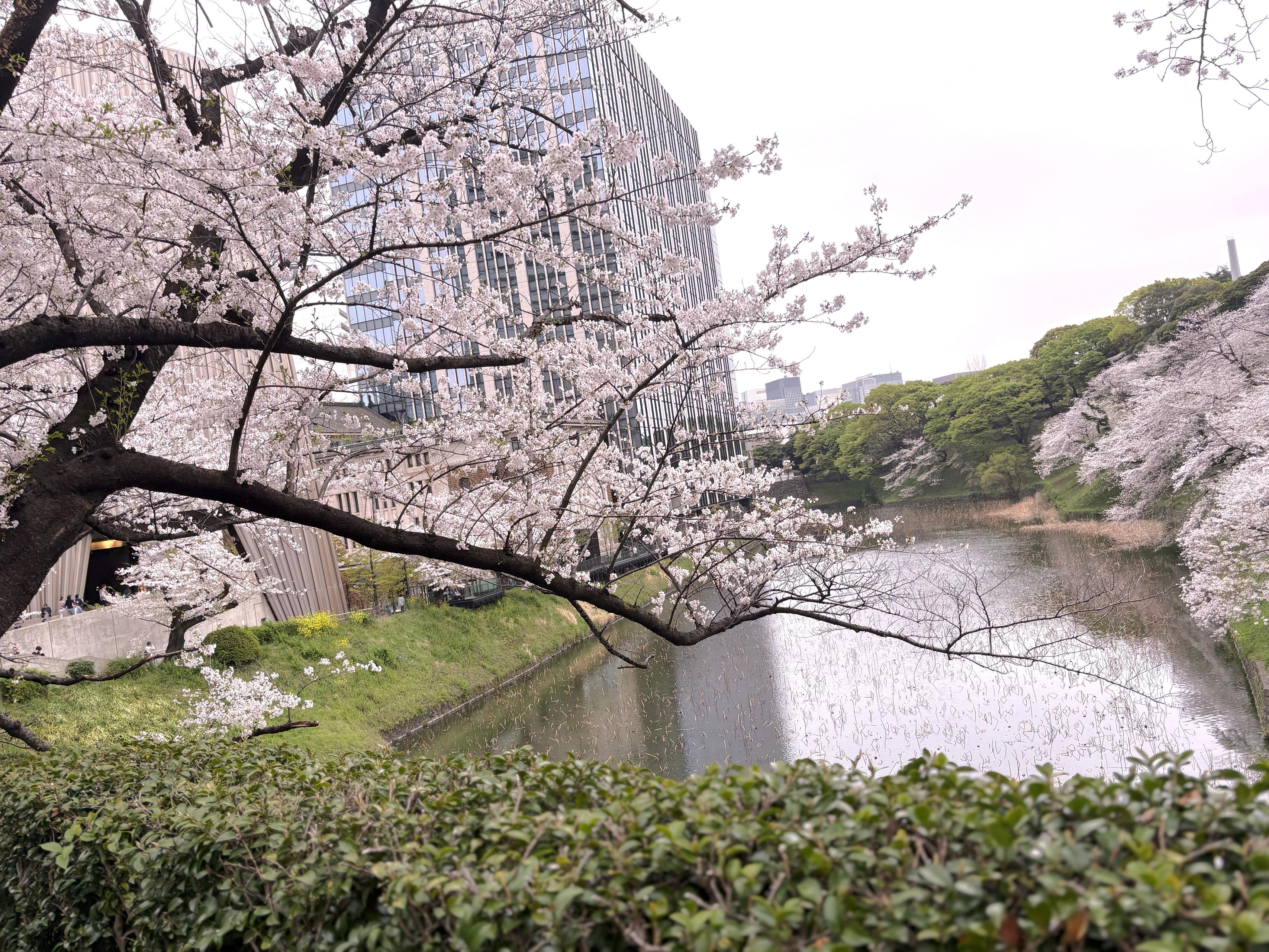 オフィス周辺散歩！春恒例のさくら記事