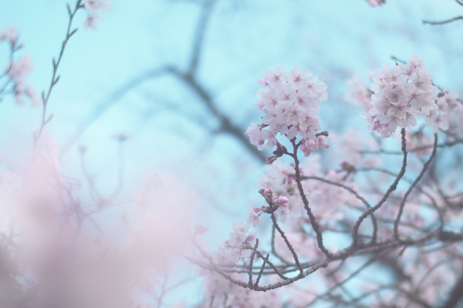 春の恒例行事、花見 in 2026