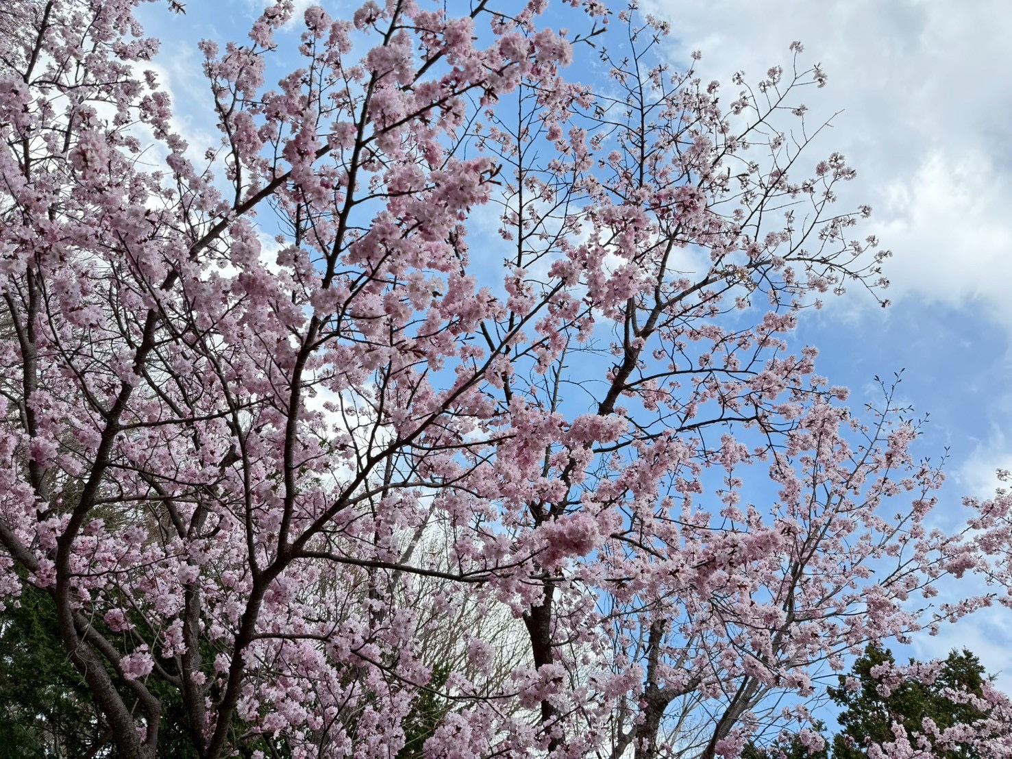 桜🌸