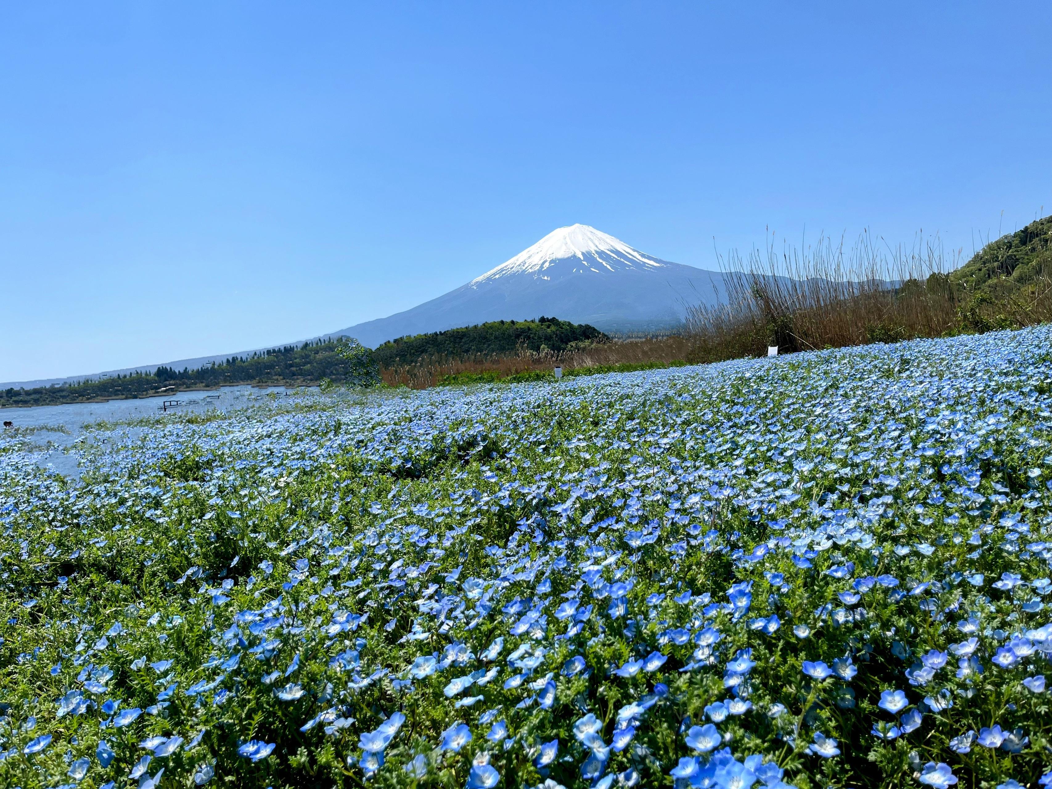 GWは山梨県へ！～心洗われる富士山と美食巡りの旅～