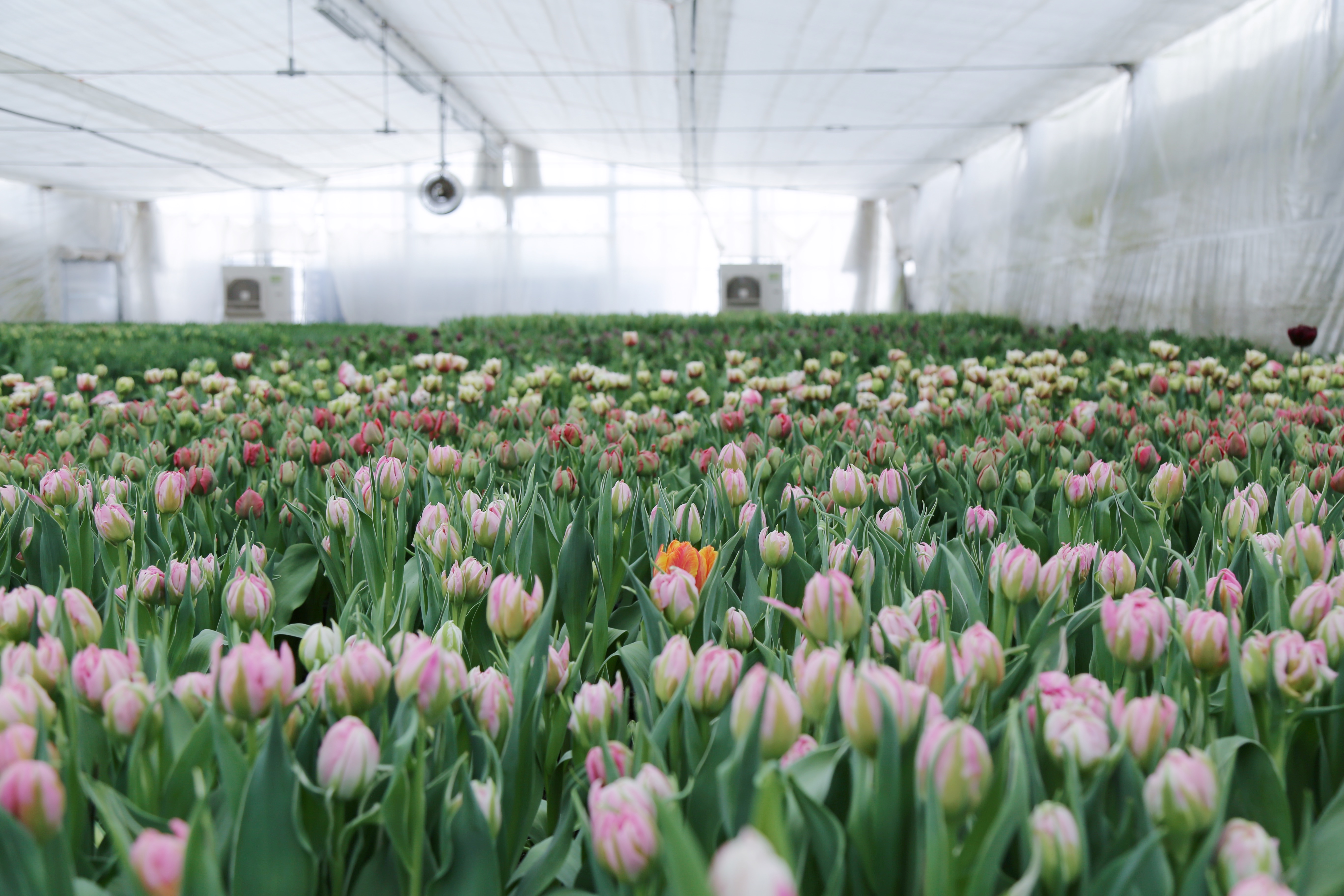 BOTANIC INC.でインターンをすること