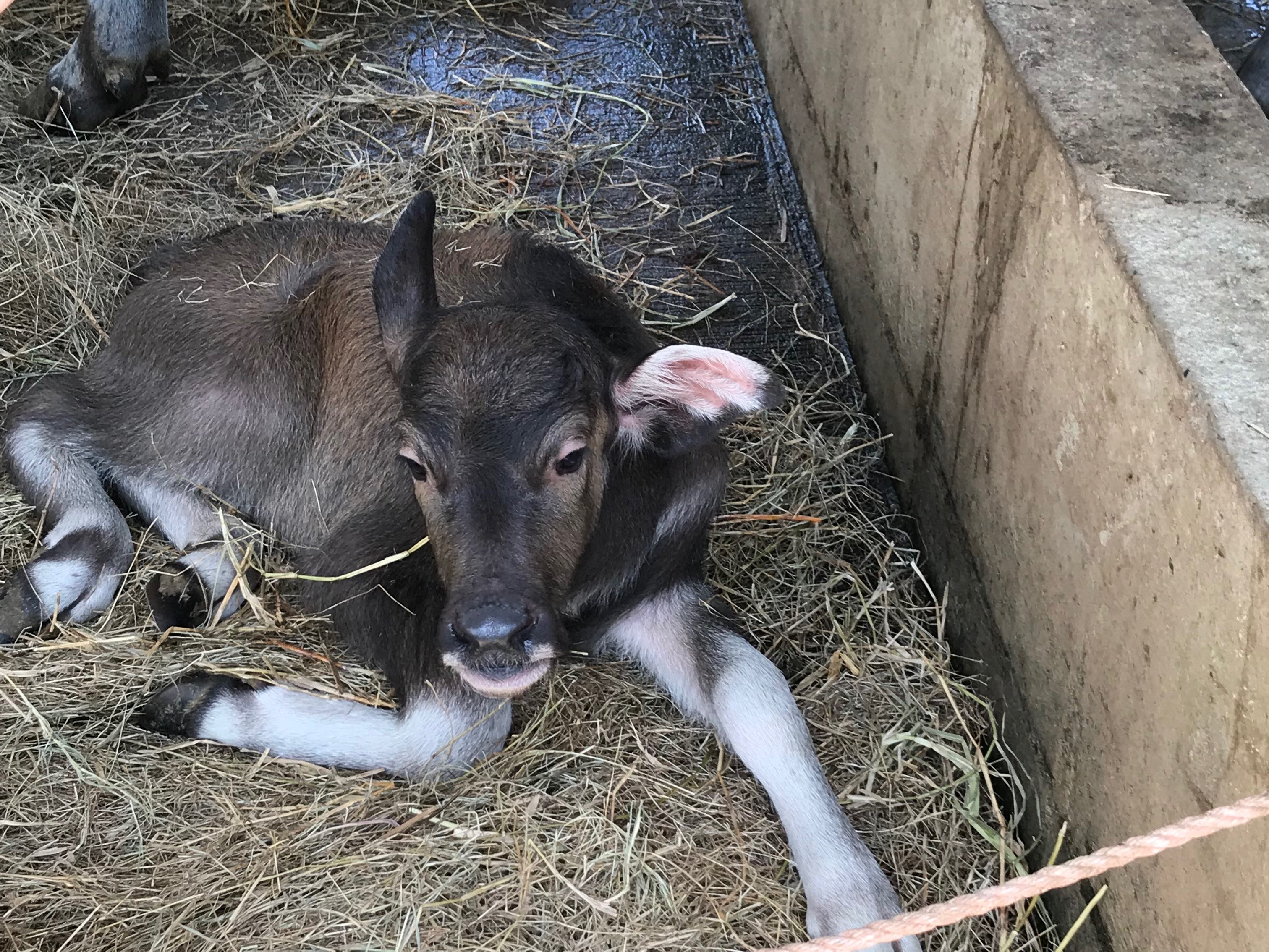 水牛、誕生！！