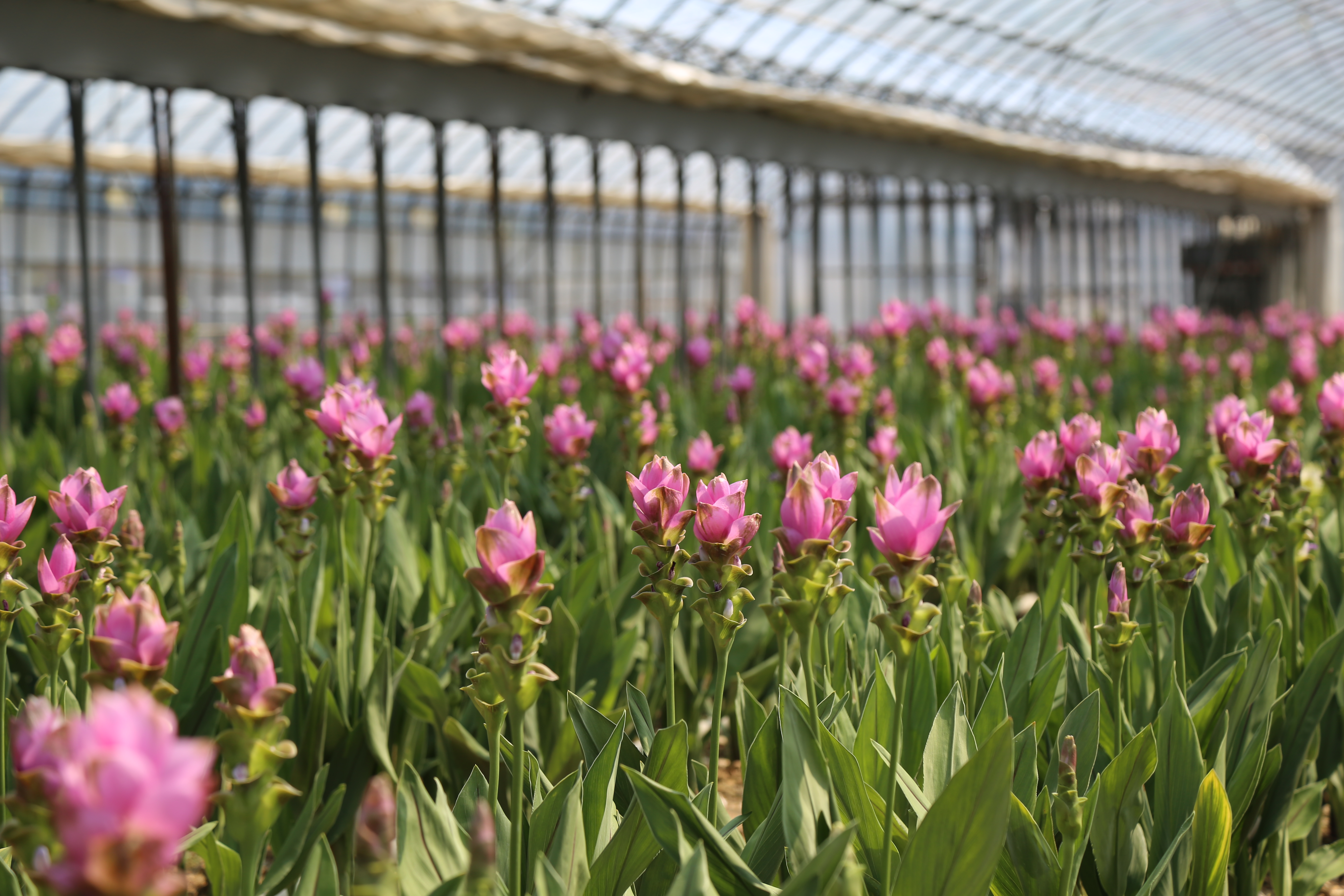 インターン生、花農家さんに取材する。