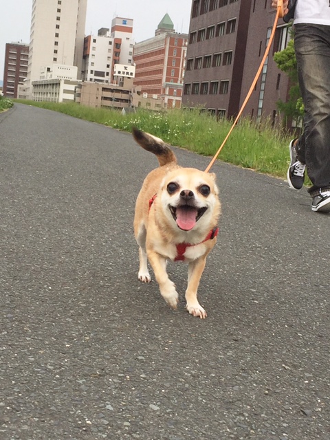 私のざっくり人生