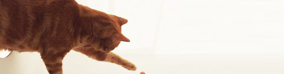 ネコと向き合って生きていこう。