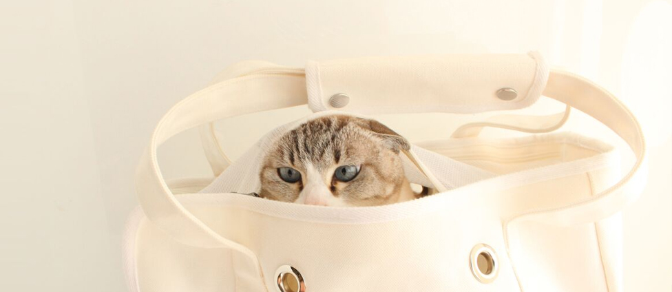 ネコ自ら入っちゃうネコ好きなトート