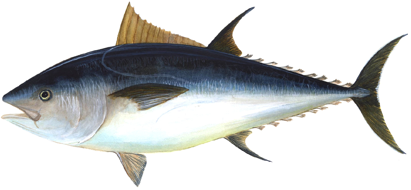 検証 すしざんまい のpr効果を調べてみました 3億円のマグロ落札は最高のprコンテンツ ビルコム広報の日記
