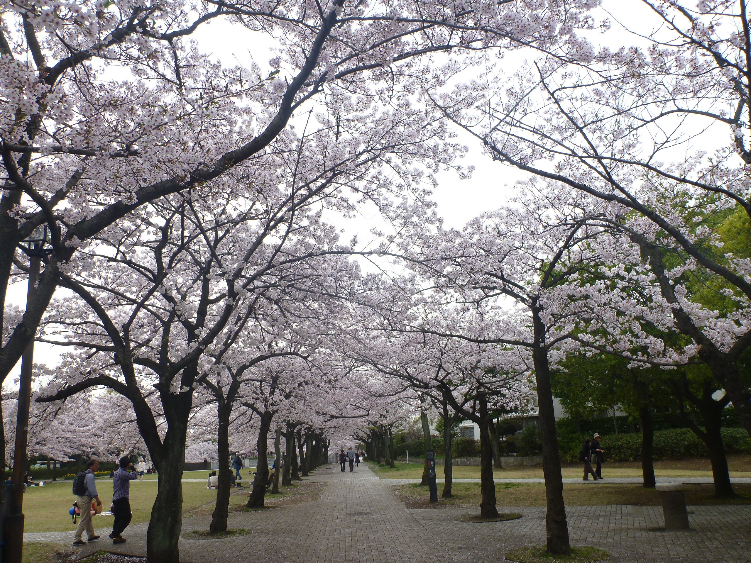 日本で新しい組織の在り方を広めたいきっかけ