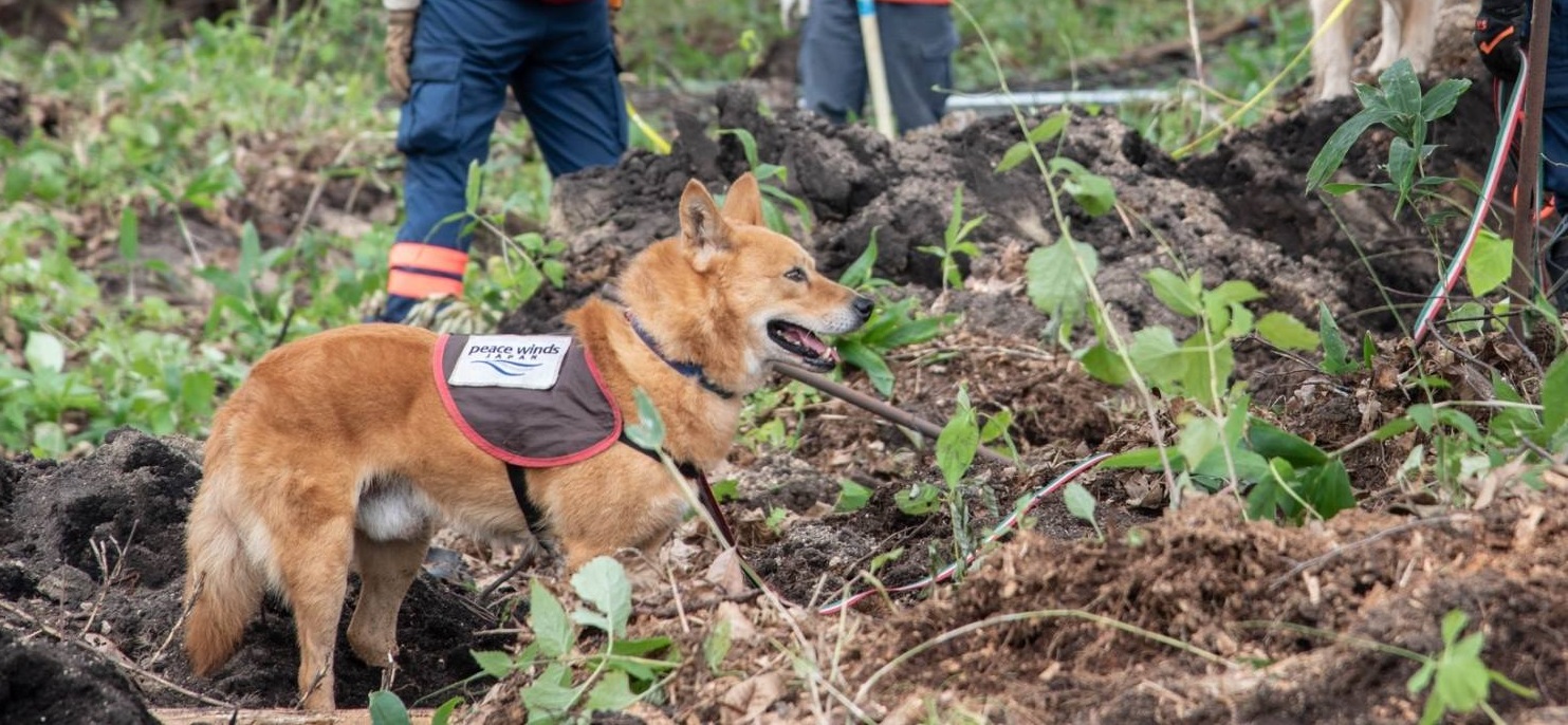 救助犬の 夢之丞 特定非営利活動法人ピースウィンズ ジャパン