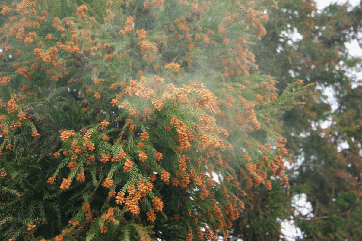 花粉の季節がやってまいりました！！