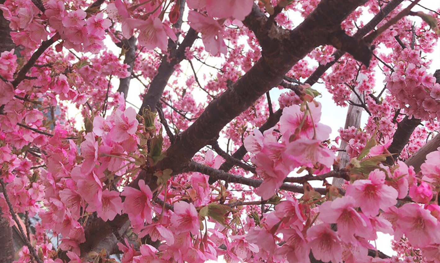 河津桜
