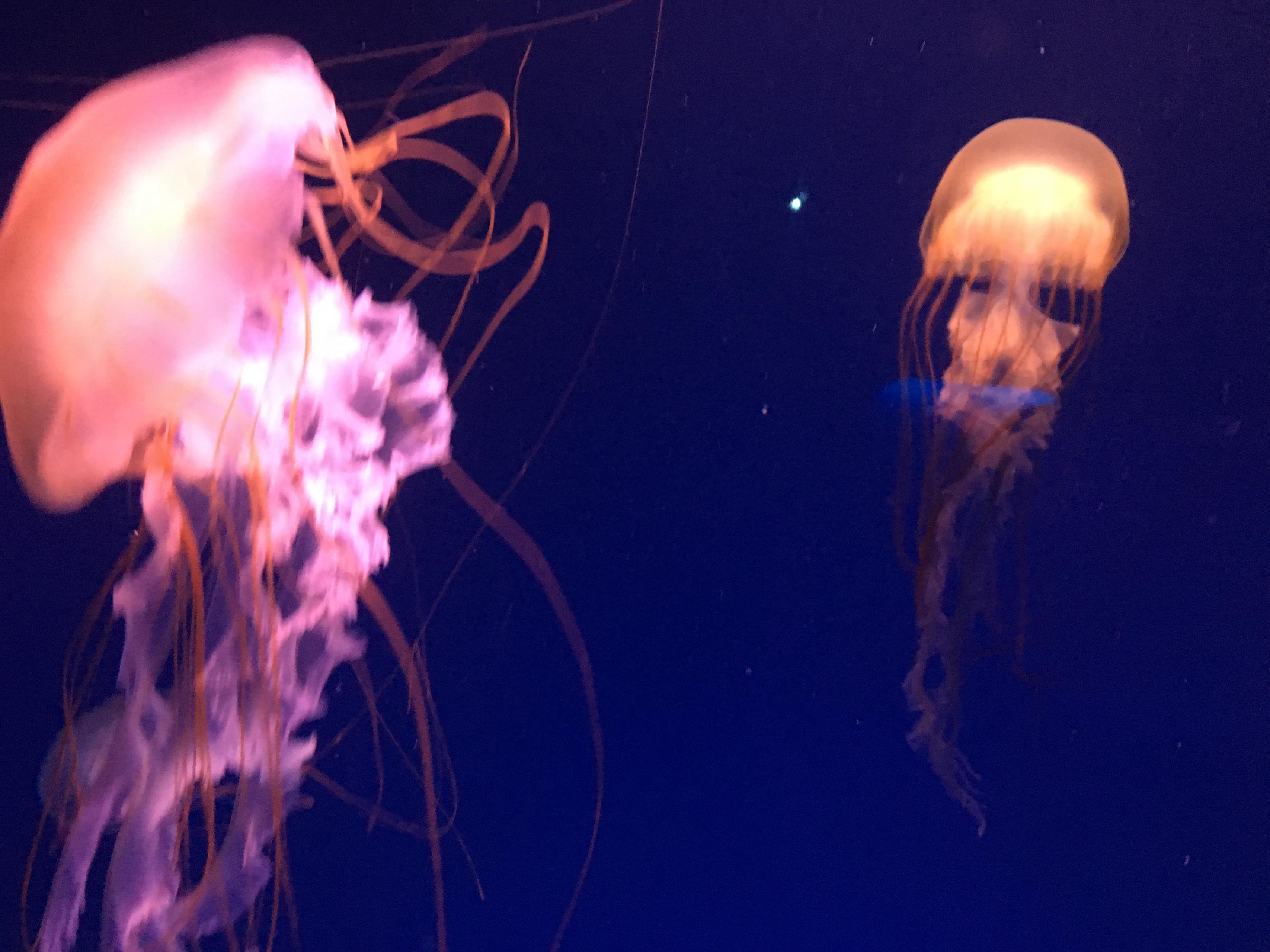 「1回死んでそして私は蘇る」