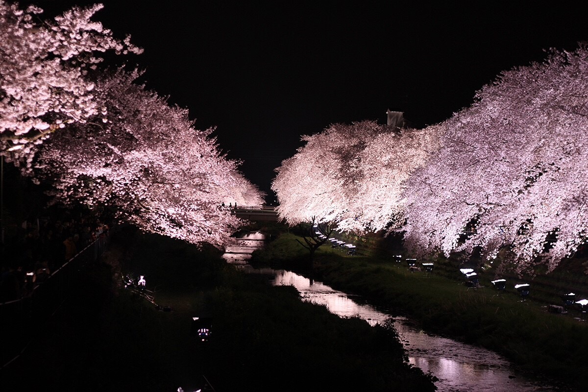 AIと桜とクウォーターイベント