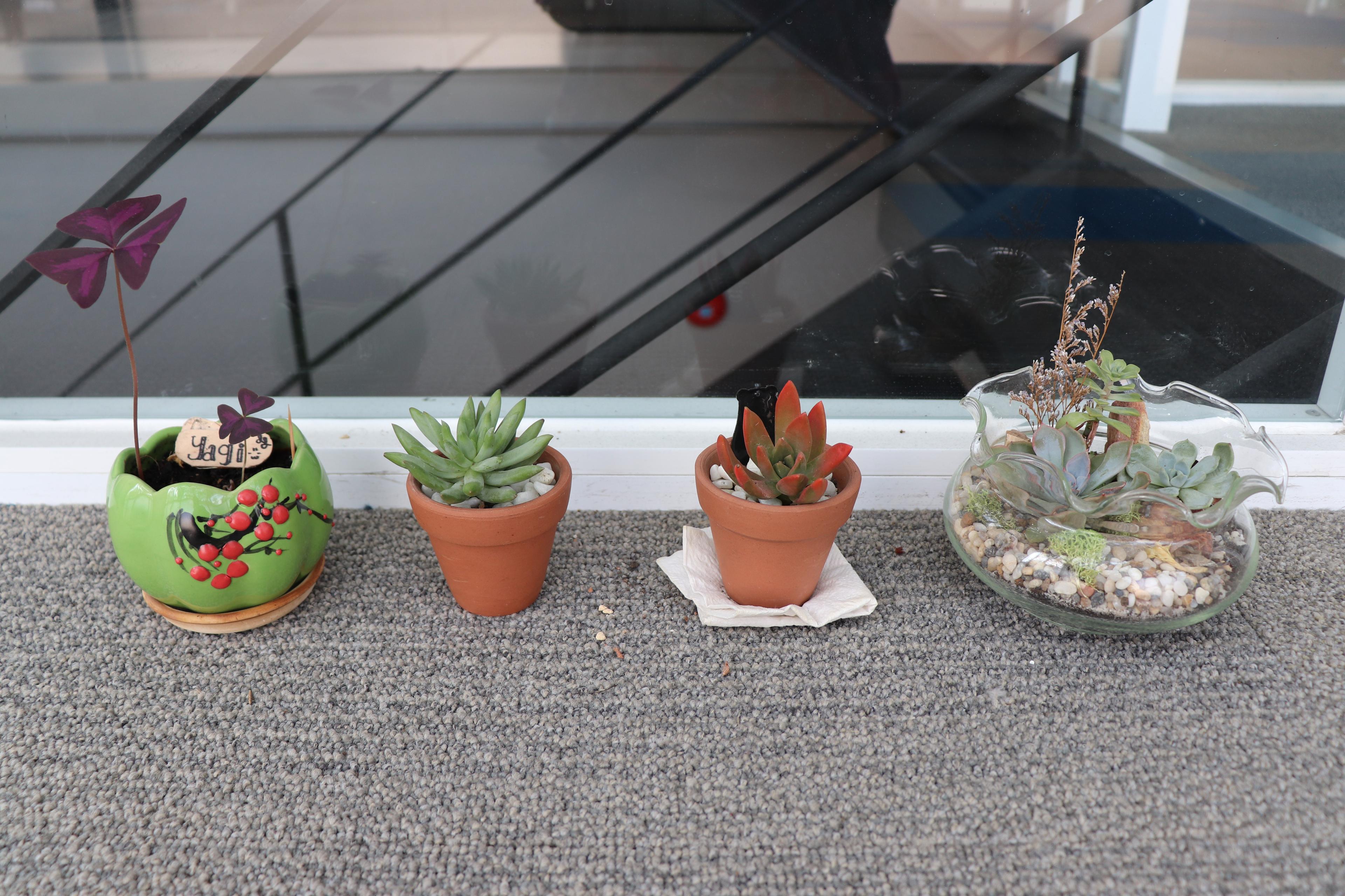 発見 変な植物育てるベトナム人 Life In Vietnam