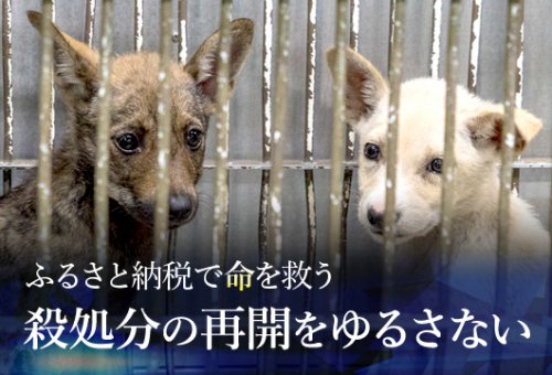 ふるさと納税で殺処分ゼロへ