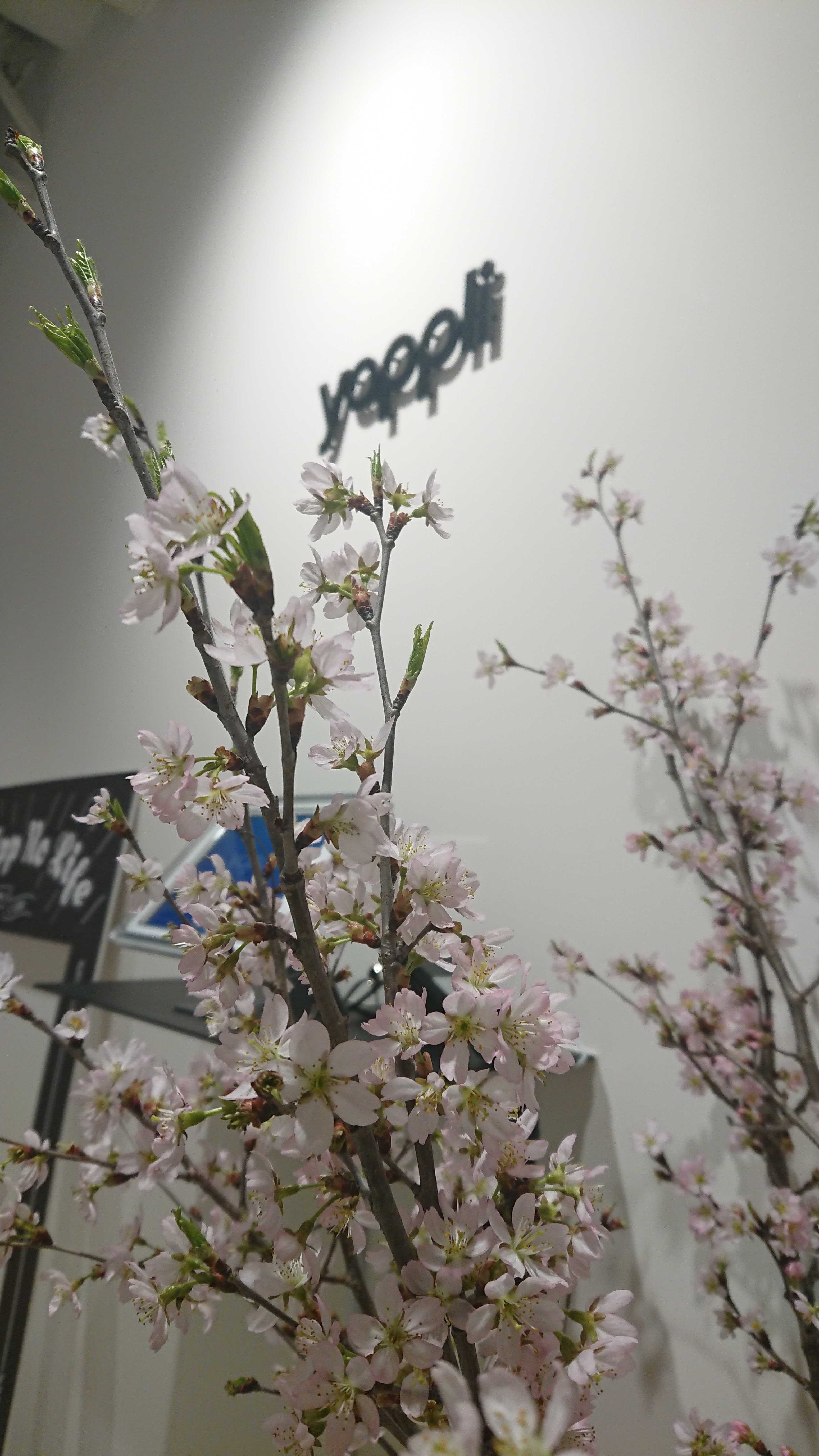 オフィスに桜が咲きました！