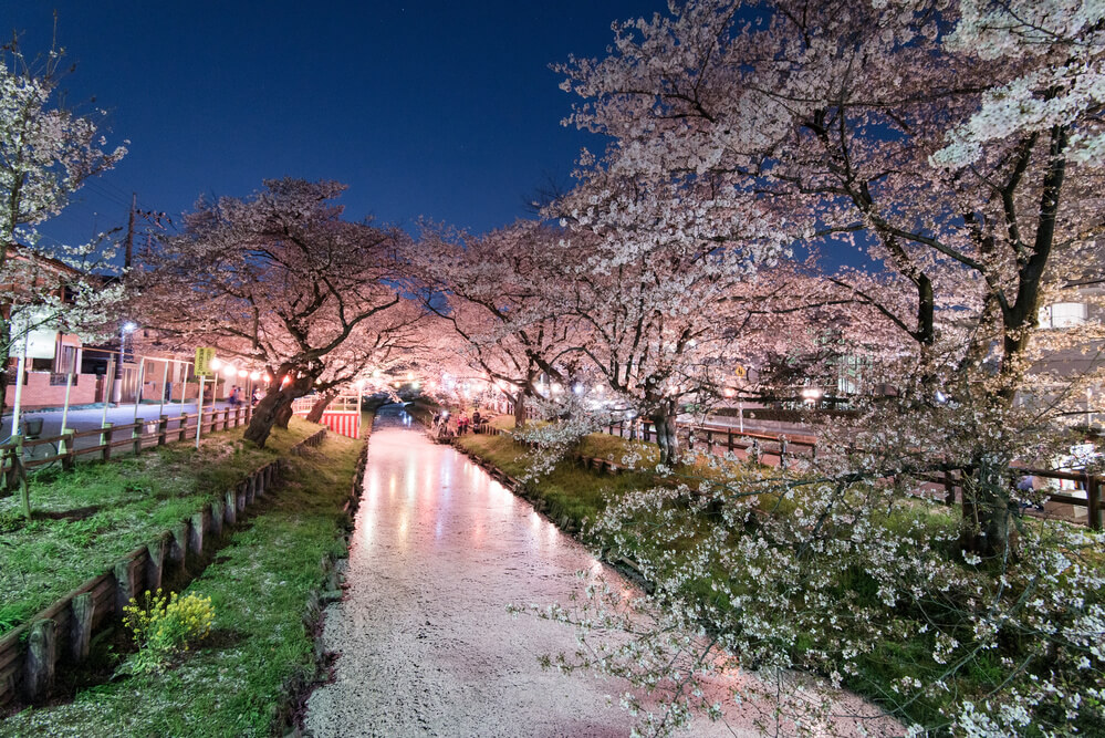 東京から近い 埼玉の春を満喫 人気の桜の名所 穴場12選 株式会社stayway 東京から近い 埼玉の春を満喫 人気の桜の名所 穴場12選 株式会社stayway