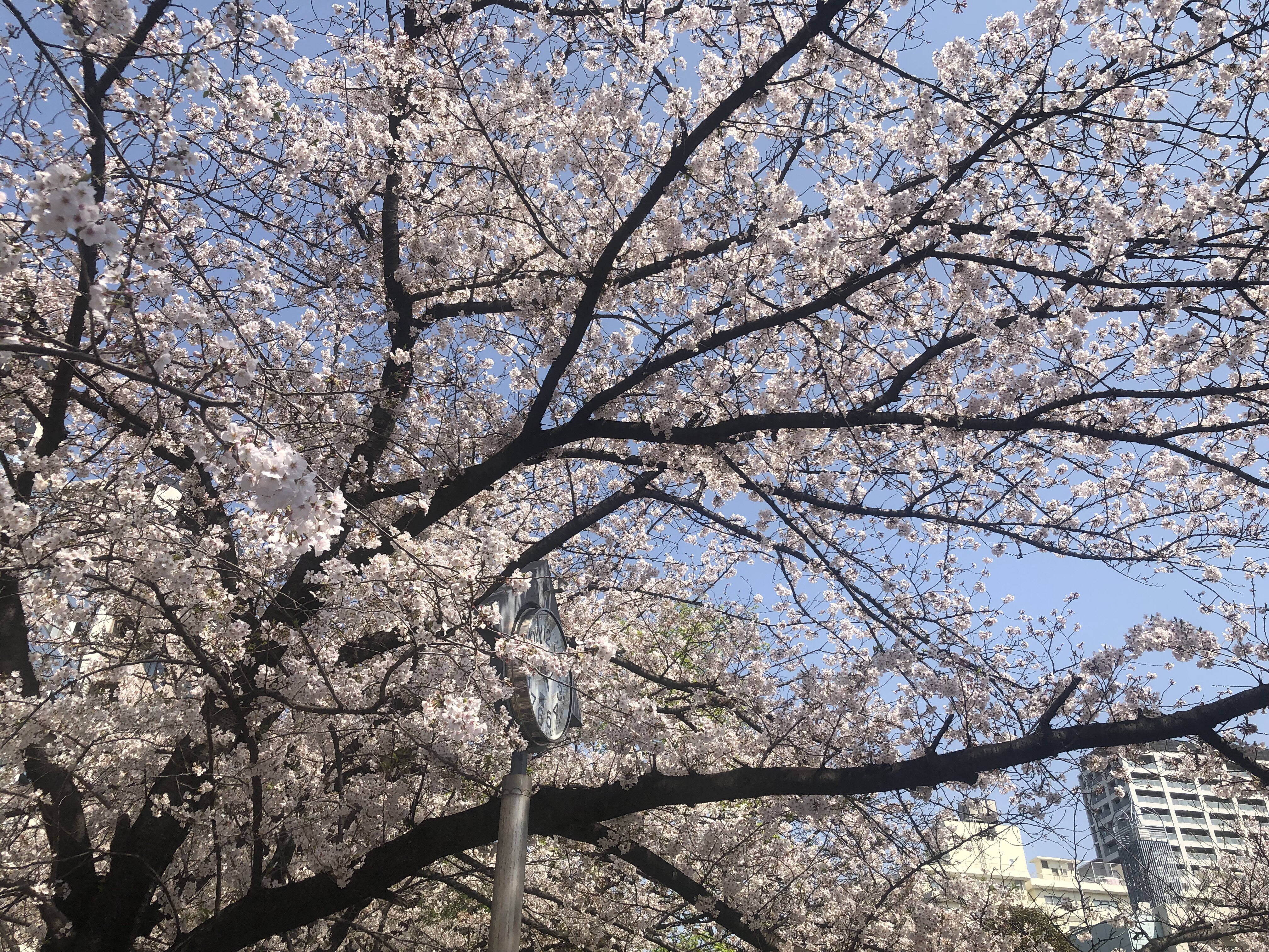 春爛漫！平成最後のトライエッジお花見の様子をお届け