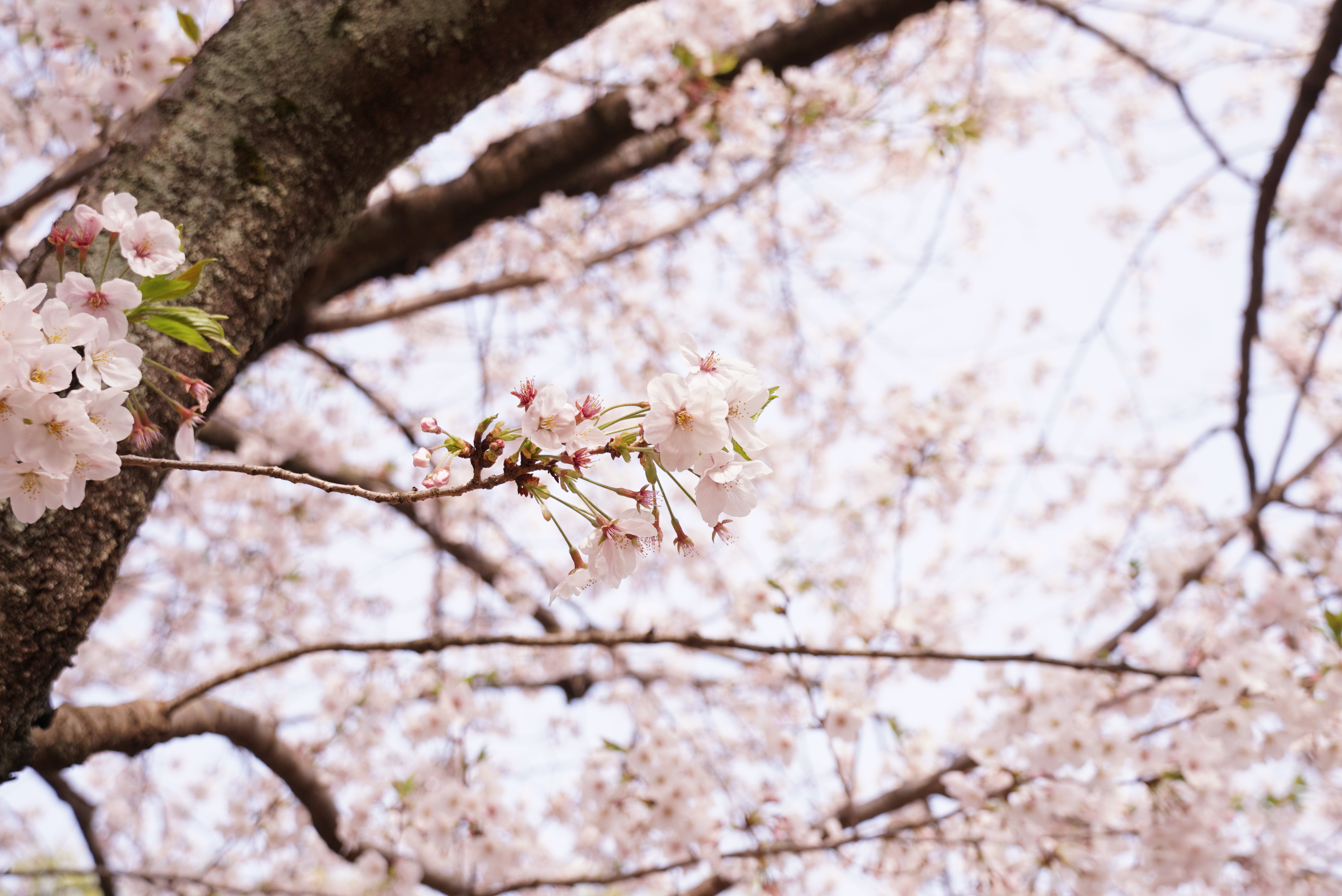 お花見いってきました（桜が咲いているときに）