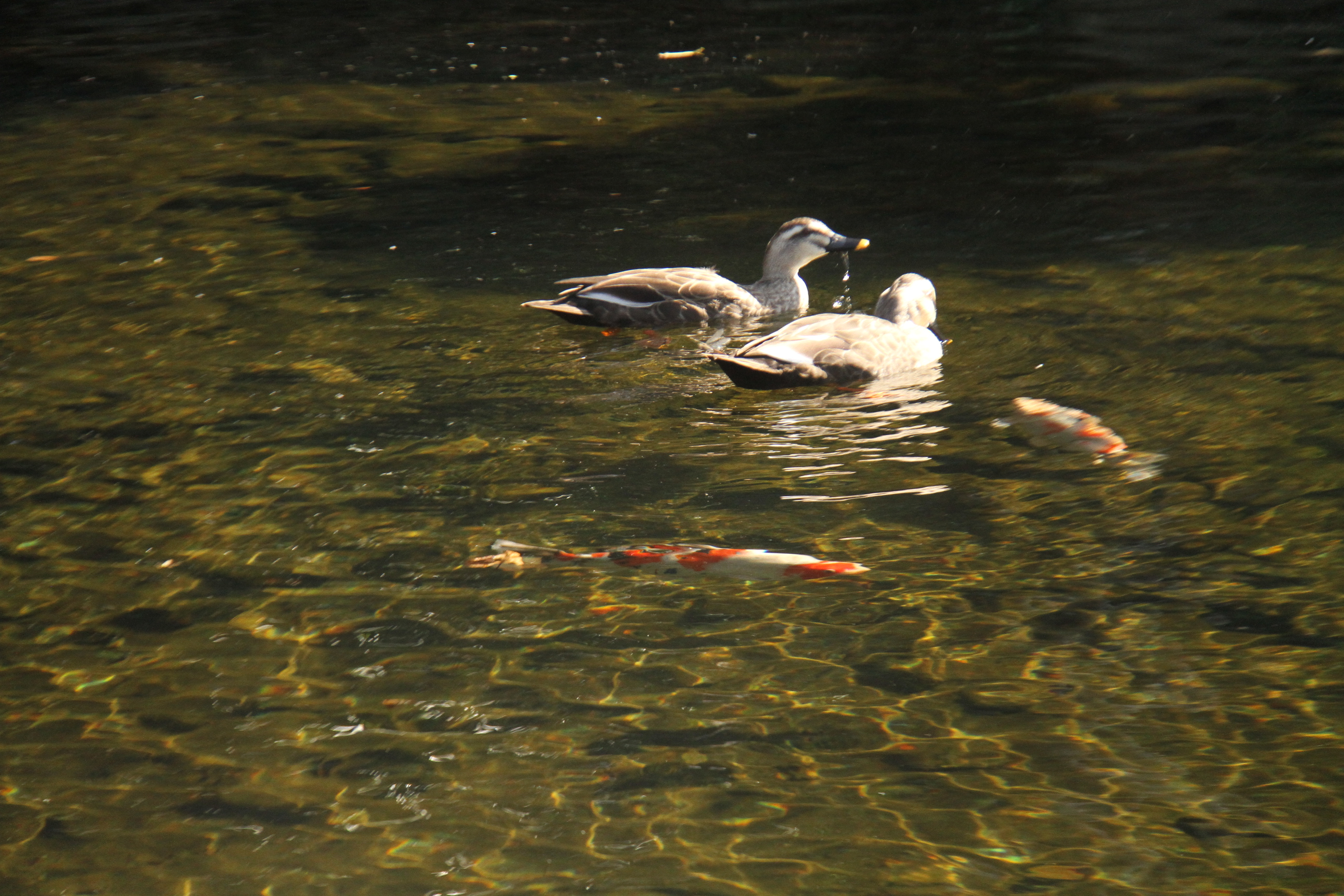 私の色々してるギラギラな毎日