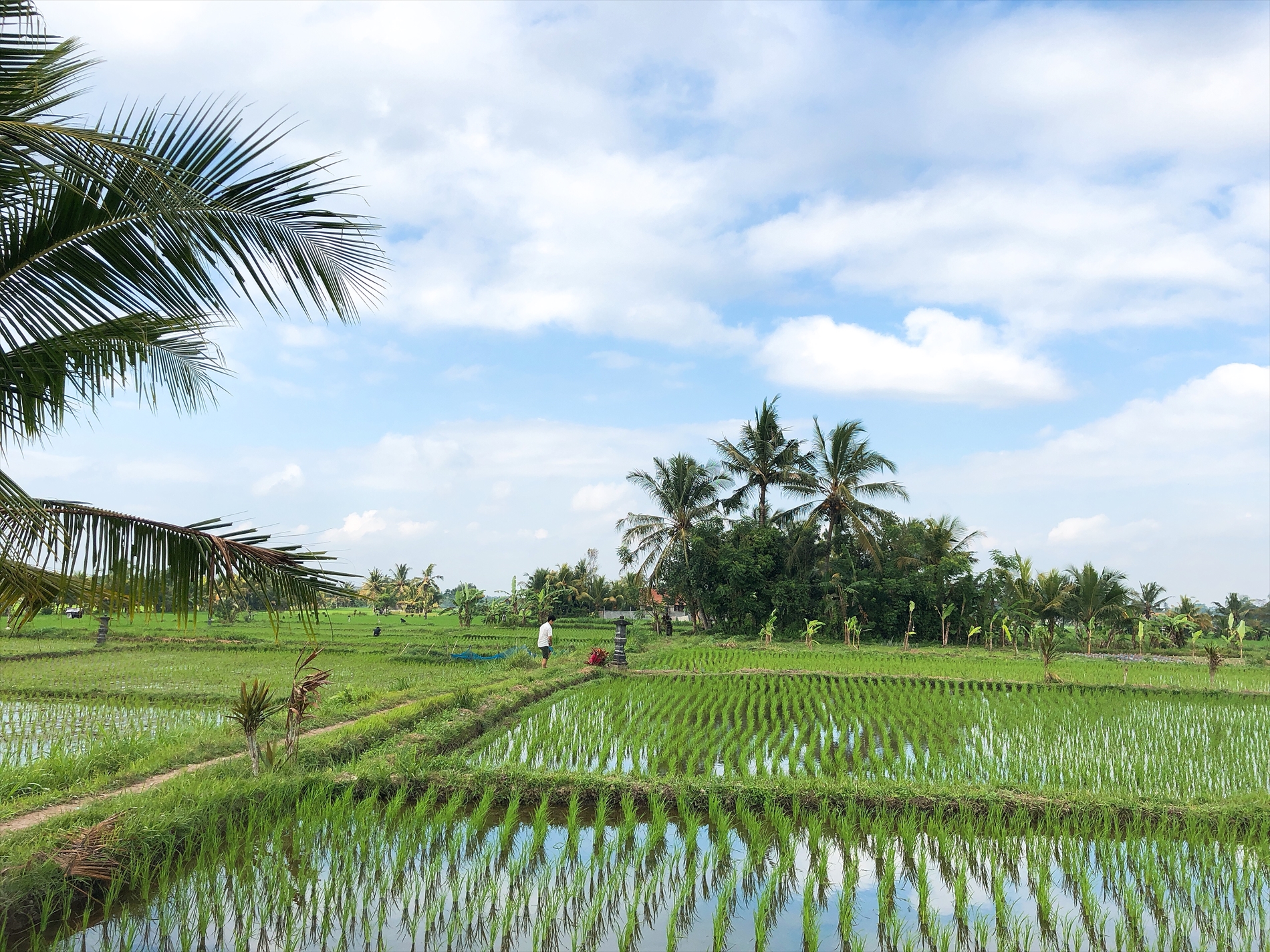 田んぼの中の散歩から始まるスタッフ総会！
