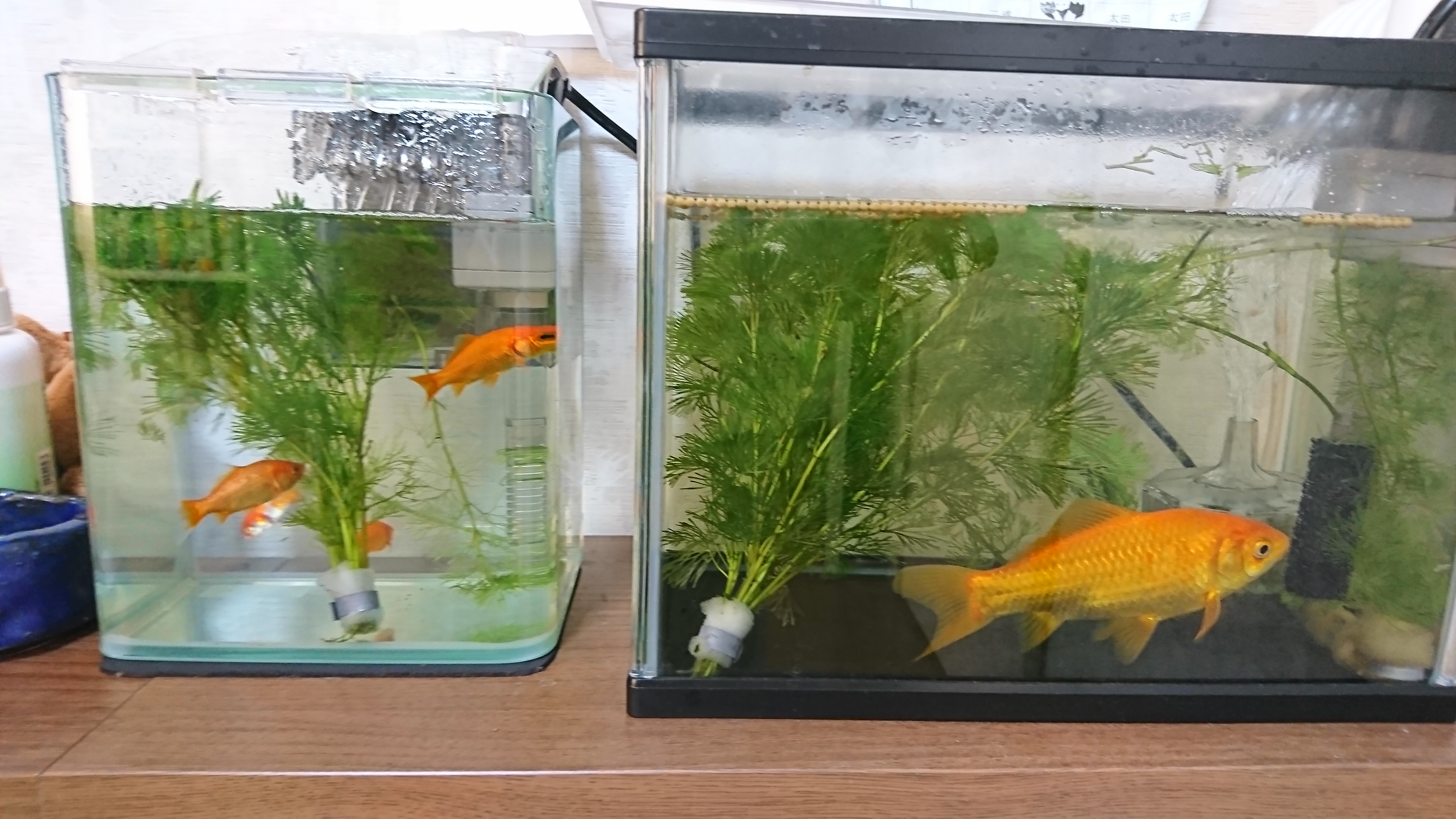 すごい成長率