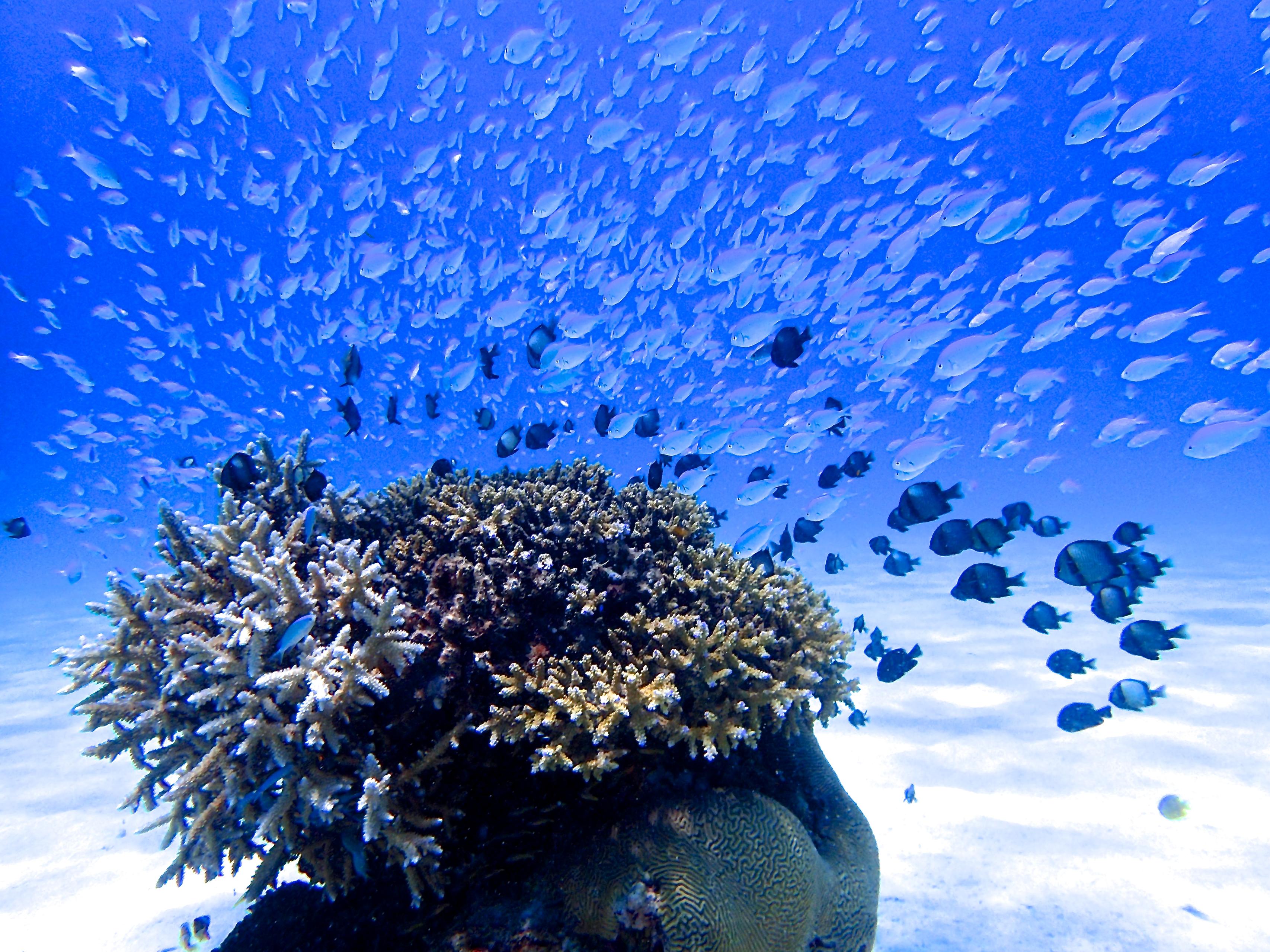 ハナレ島の美しい珊瑚