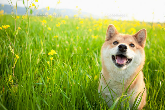 私のお友達「柴犬くーちゃん」