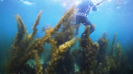 「突撃☆社員突撃インタビュー!①　~ギャンブラーな漁師たちとアカモクの戦い?!(麻生さん編Part1)~」