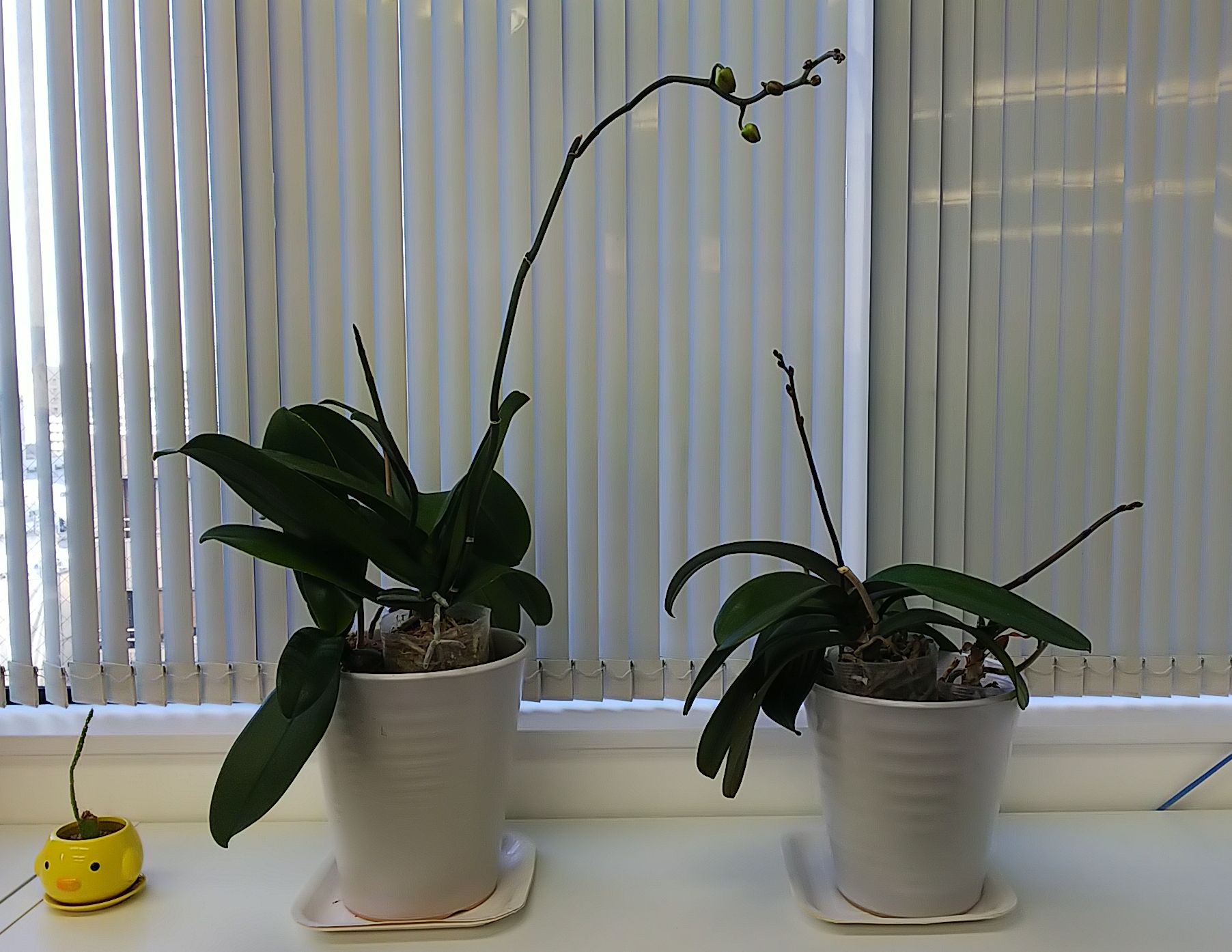 胡蝶蘭 二度咲きに成功 株式会社ポスティ S Post