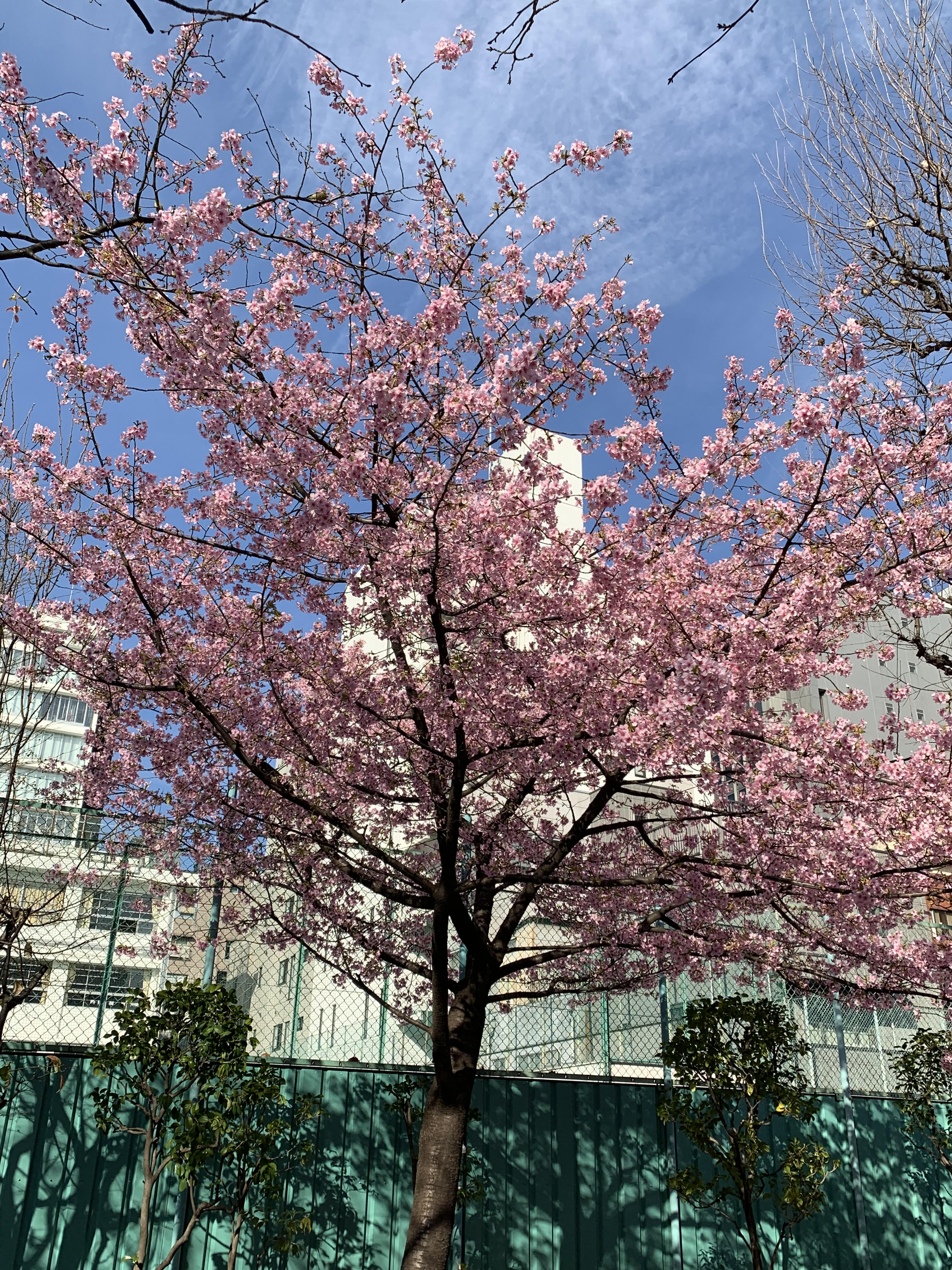 東京オフィスには一足早く春がやってきました