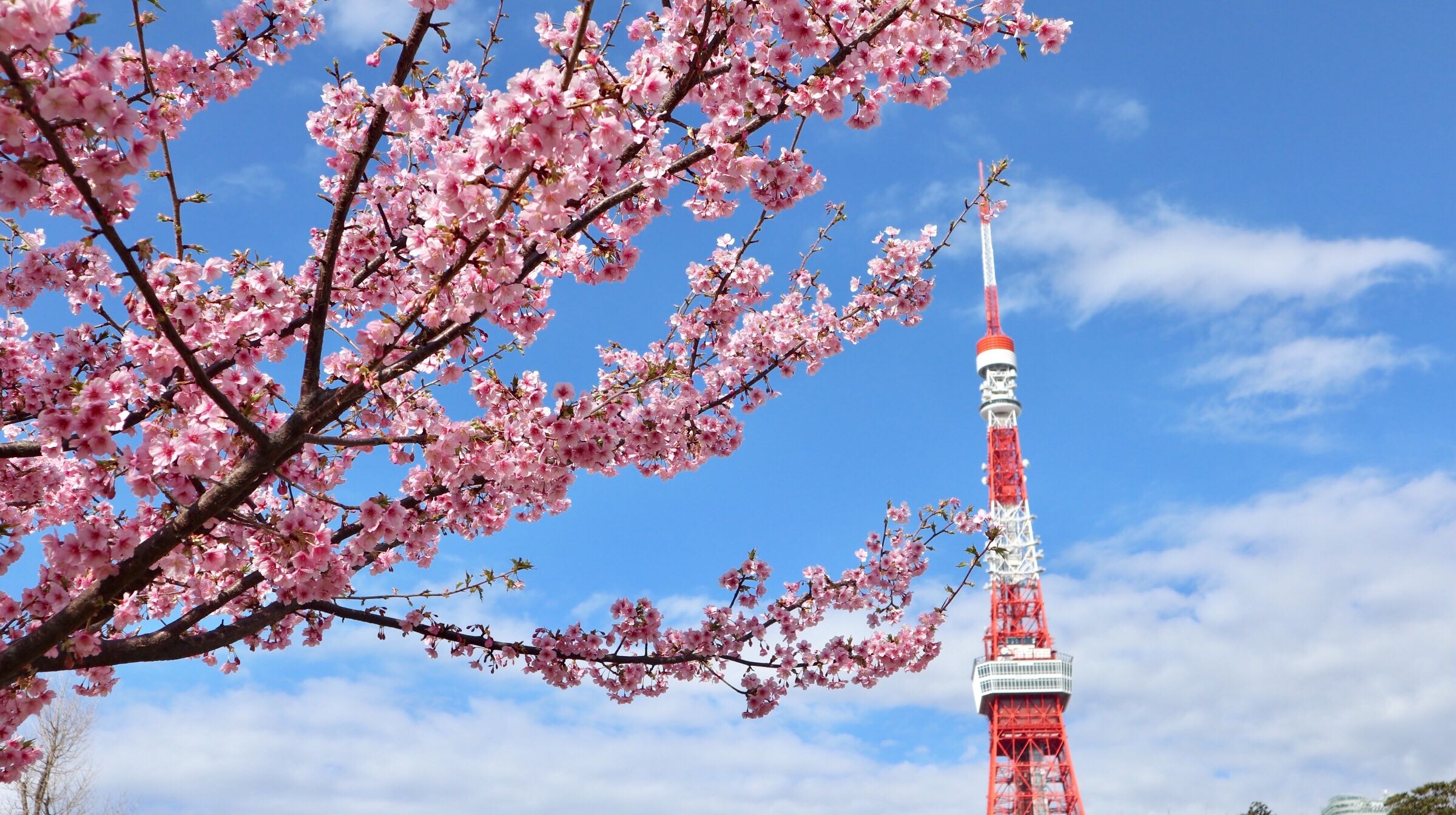かもめ集合写真の撮影会を行いました！＠芝公園
