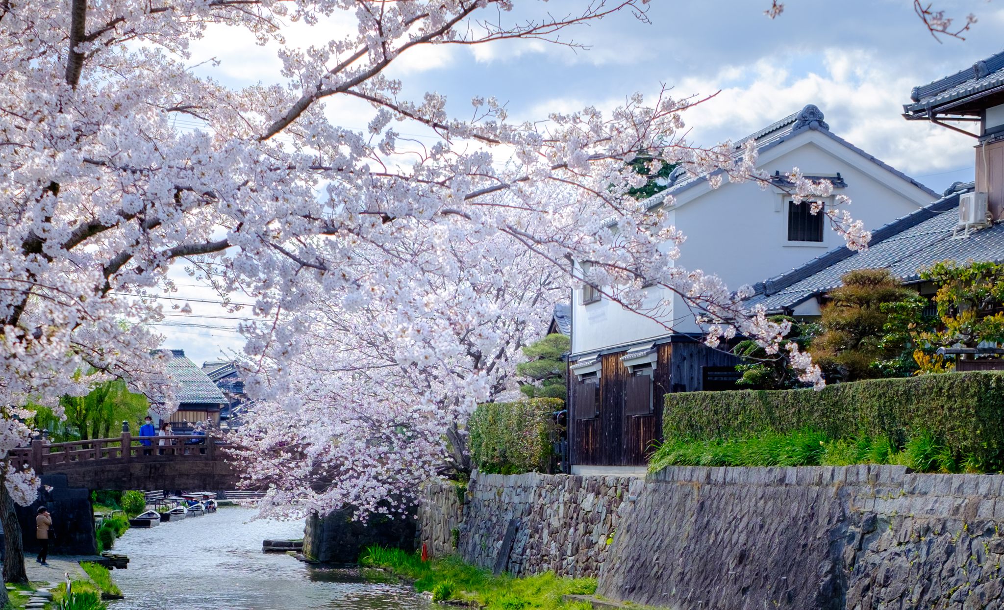 オンラインお花見🌸でしばしリラックスを･･