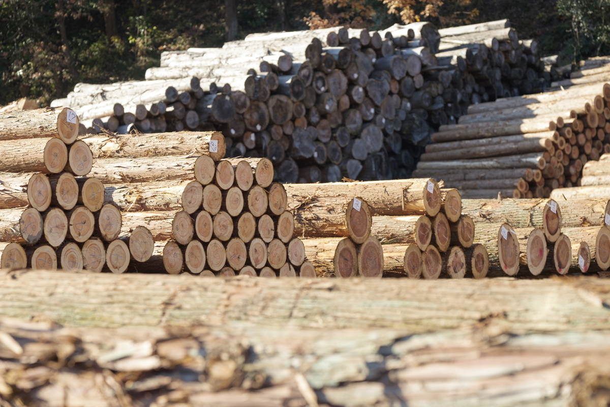 CEOブログ#1 なぜ木材の価格は不透明なのか