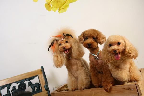 私がこの仕事を始めた理由