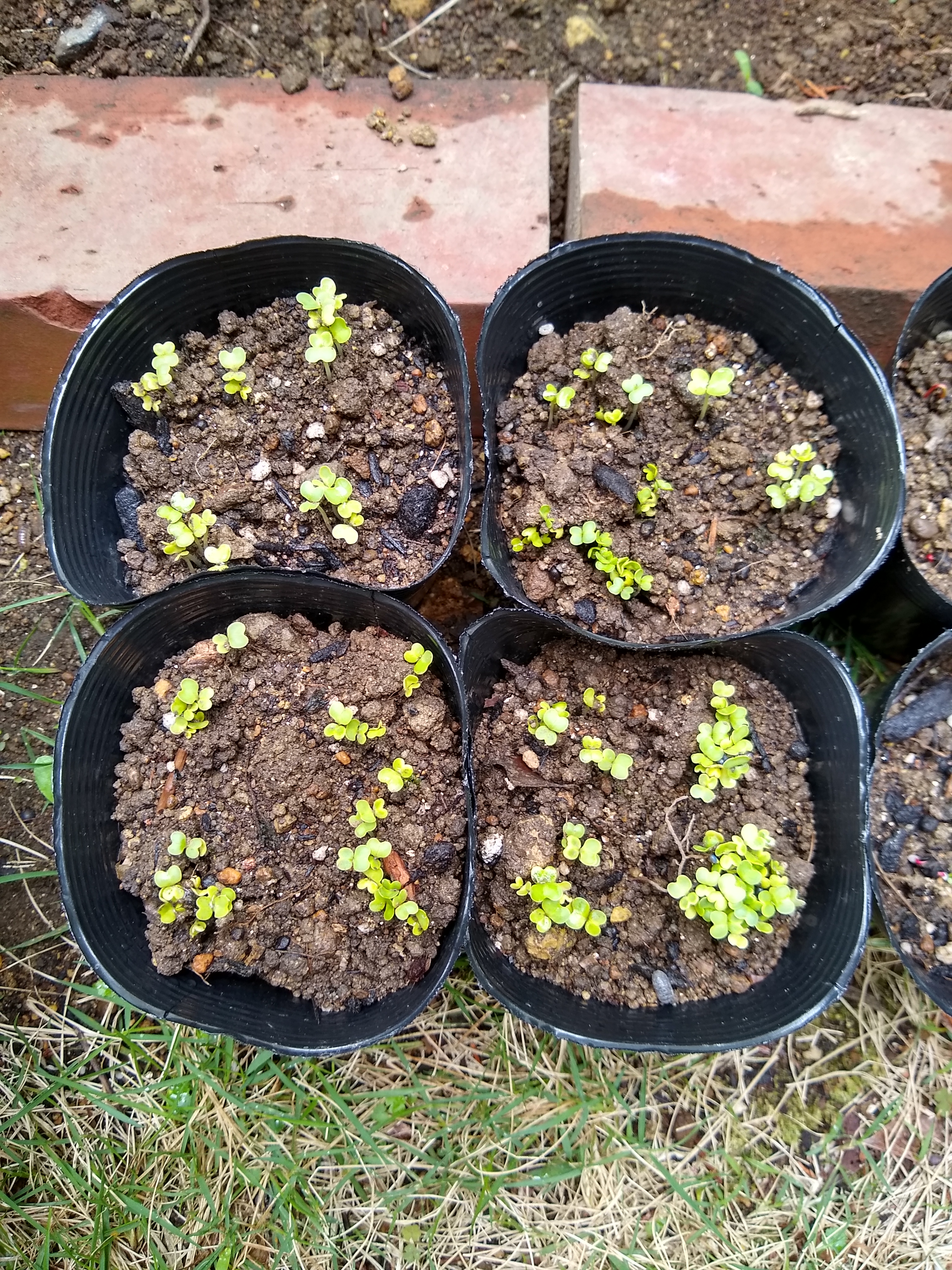 思い立ったが吉日、光陰矢の如し